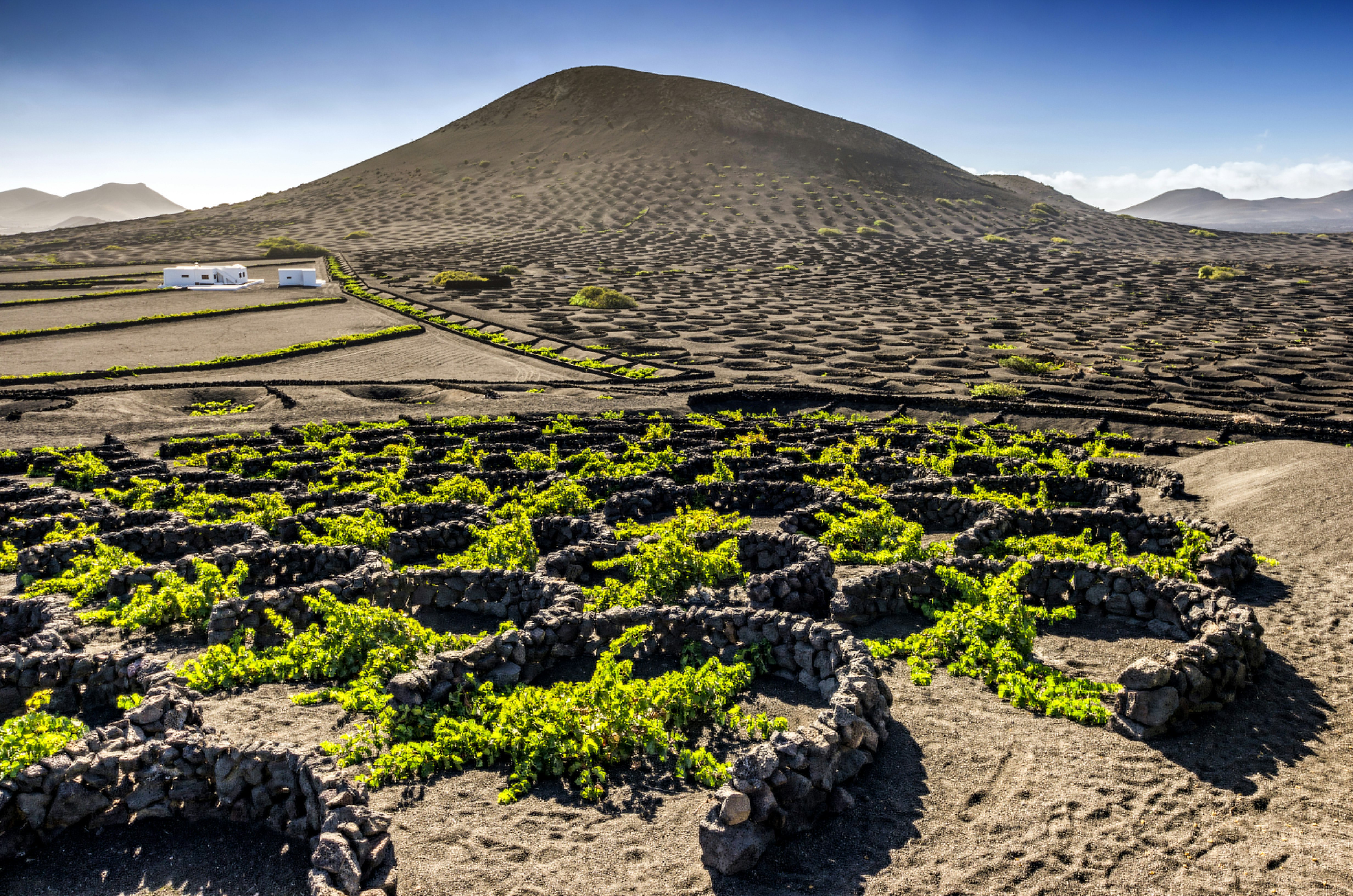 A scene of a vineyard amidst a volcanic landscape. Low-growing bright green vines are sheltered by semicircular stone walls, and beyond them is a hill of black soil.