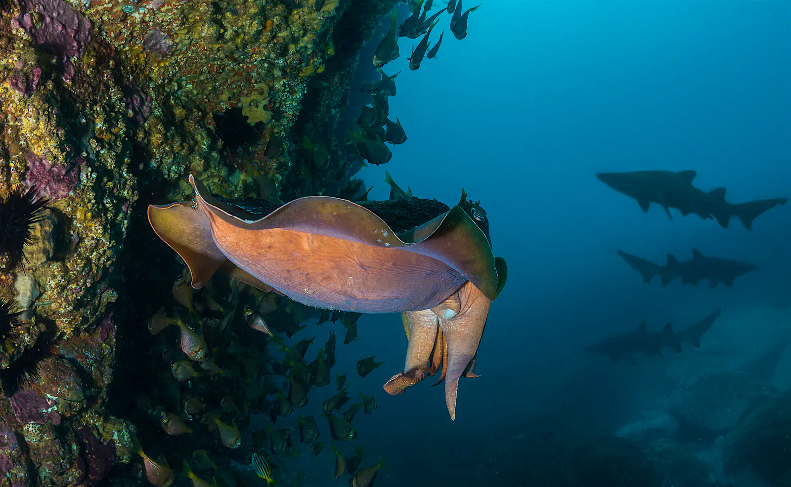 Giant cuttlefish, Eyre Peninsula Giant Cuttlefish with shark silhouettes in the background off Eyre Peninsula, one of Australia's best diving spots