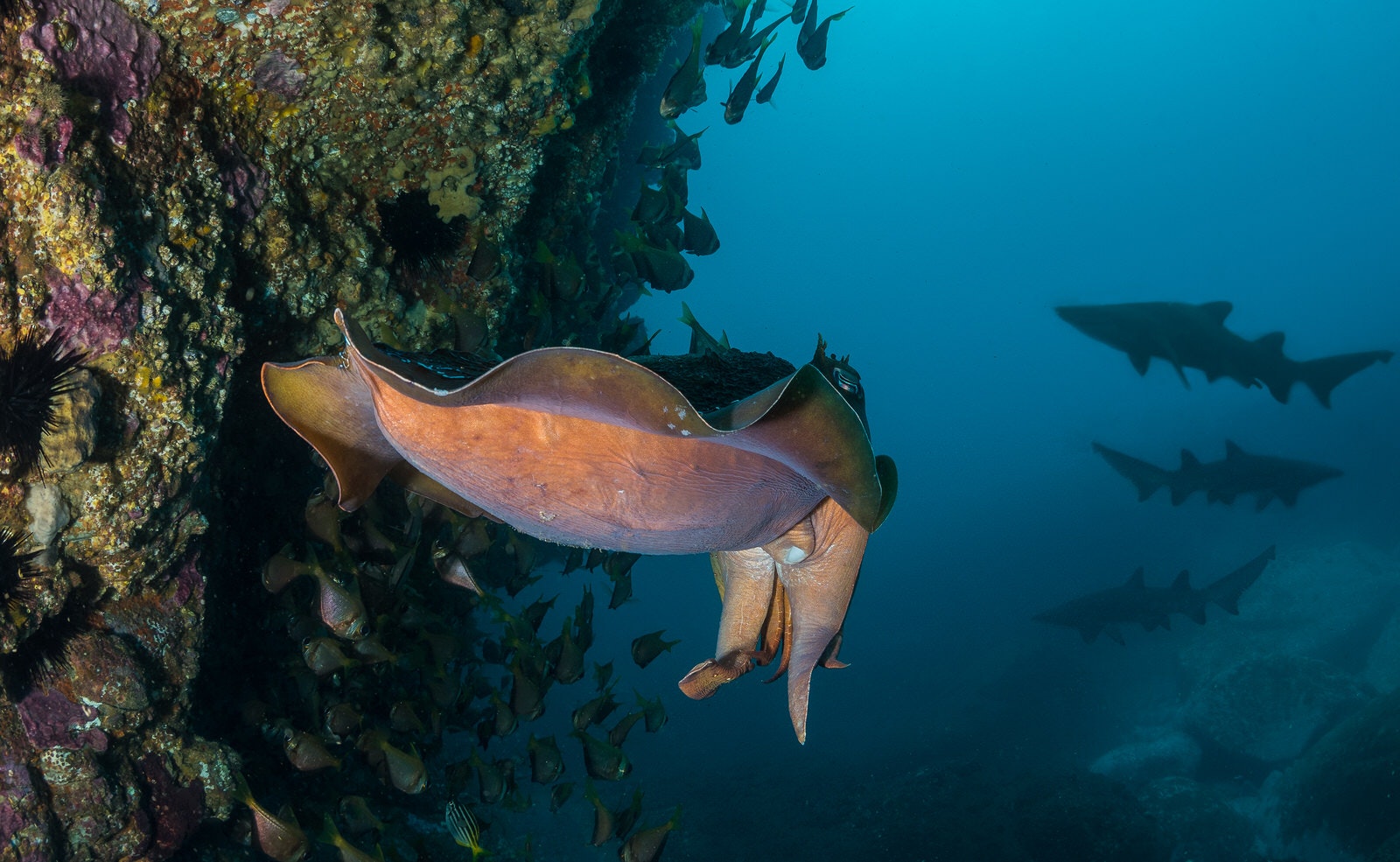 Giant Cuttlefish with shark silhouettes in the background off Eyre Peninsula, one of Australia's best diving spots