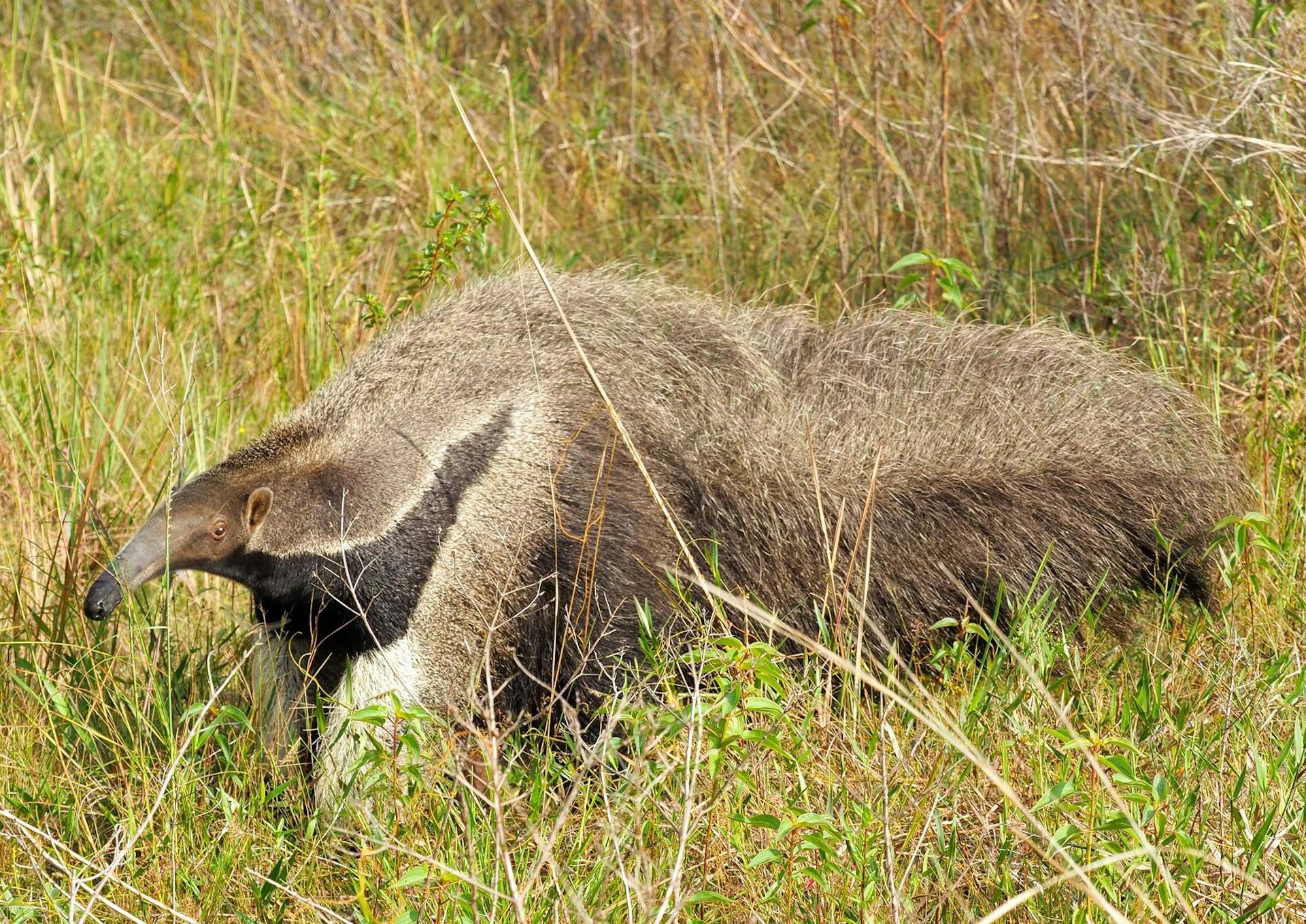 A giant anteater, with its long nose, walks in long grass; its lower half is dark brown, while its top is lighter in color.