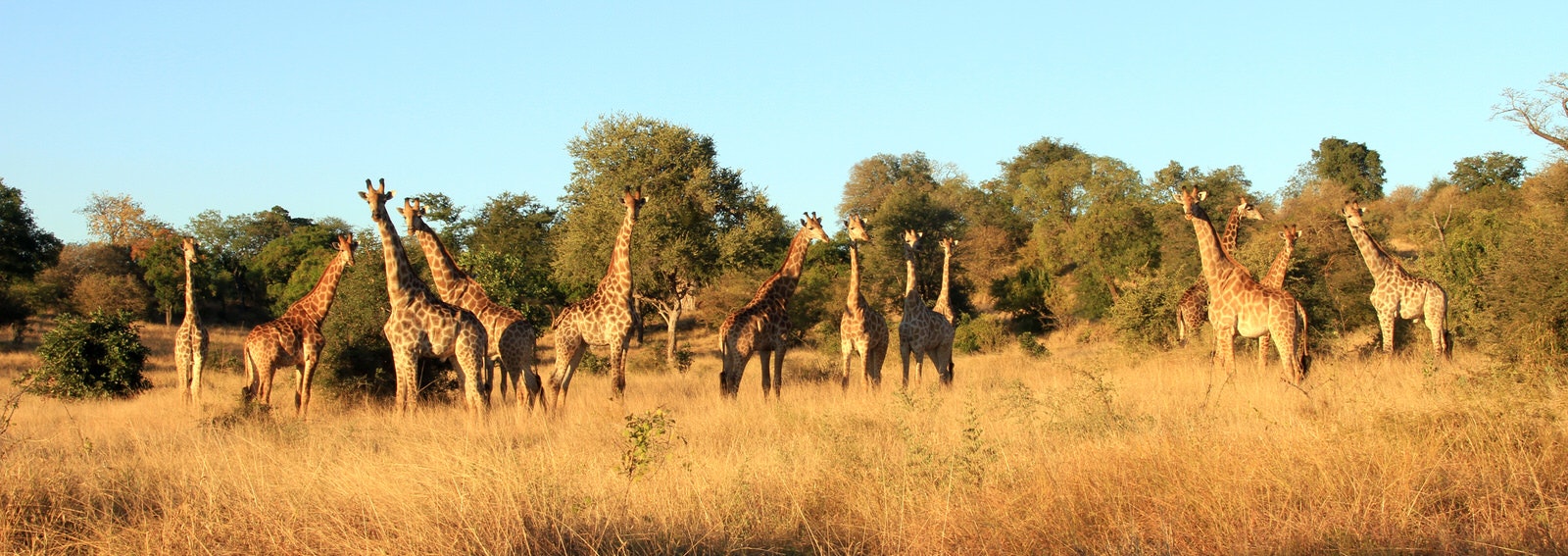 A group of 13 giraffe standing side-by-side in long grasses and backed by acacia trees; the light is golden with a blue sky above.