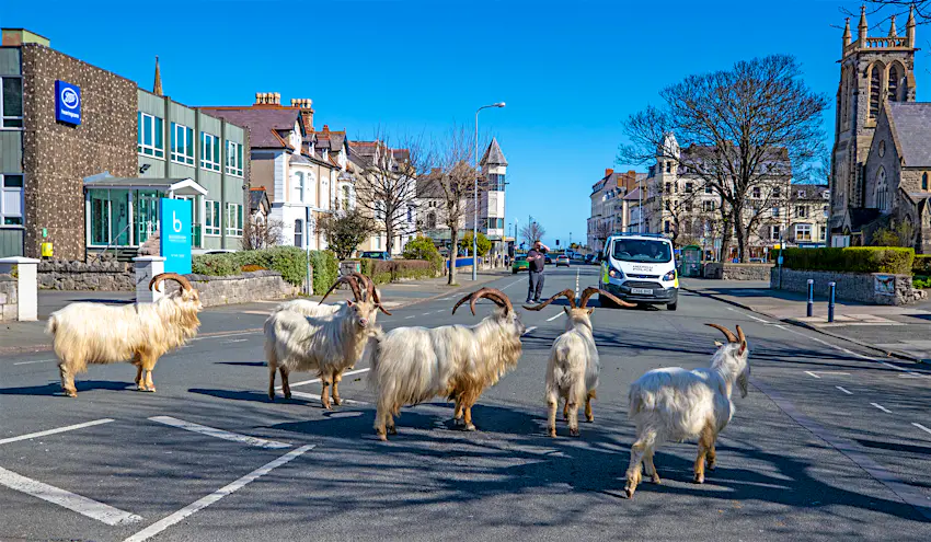 Goats in Wales (3).jpg Goats in Wales (3).jpg