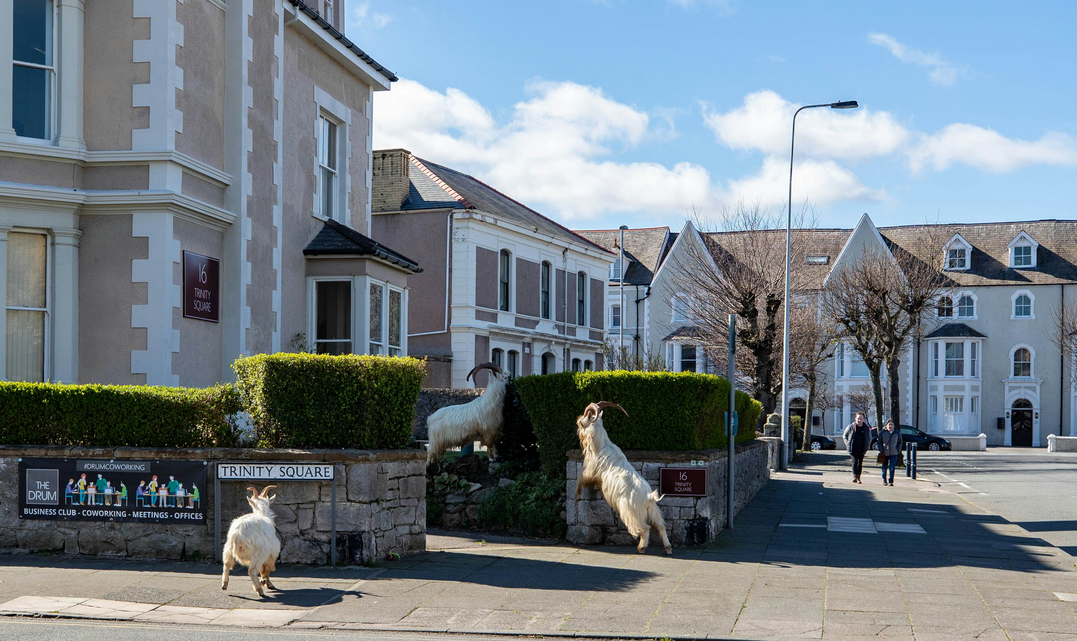 Goats in Wales (4).jpg