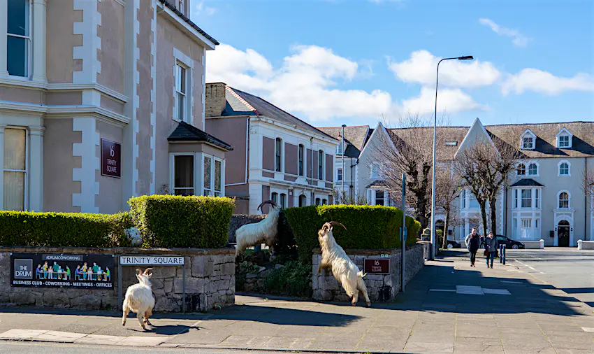Goats in Wales (4).jpg Goats in Wales (4).jpg