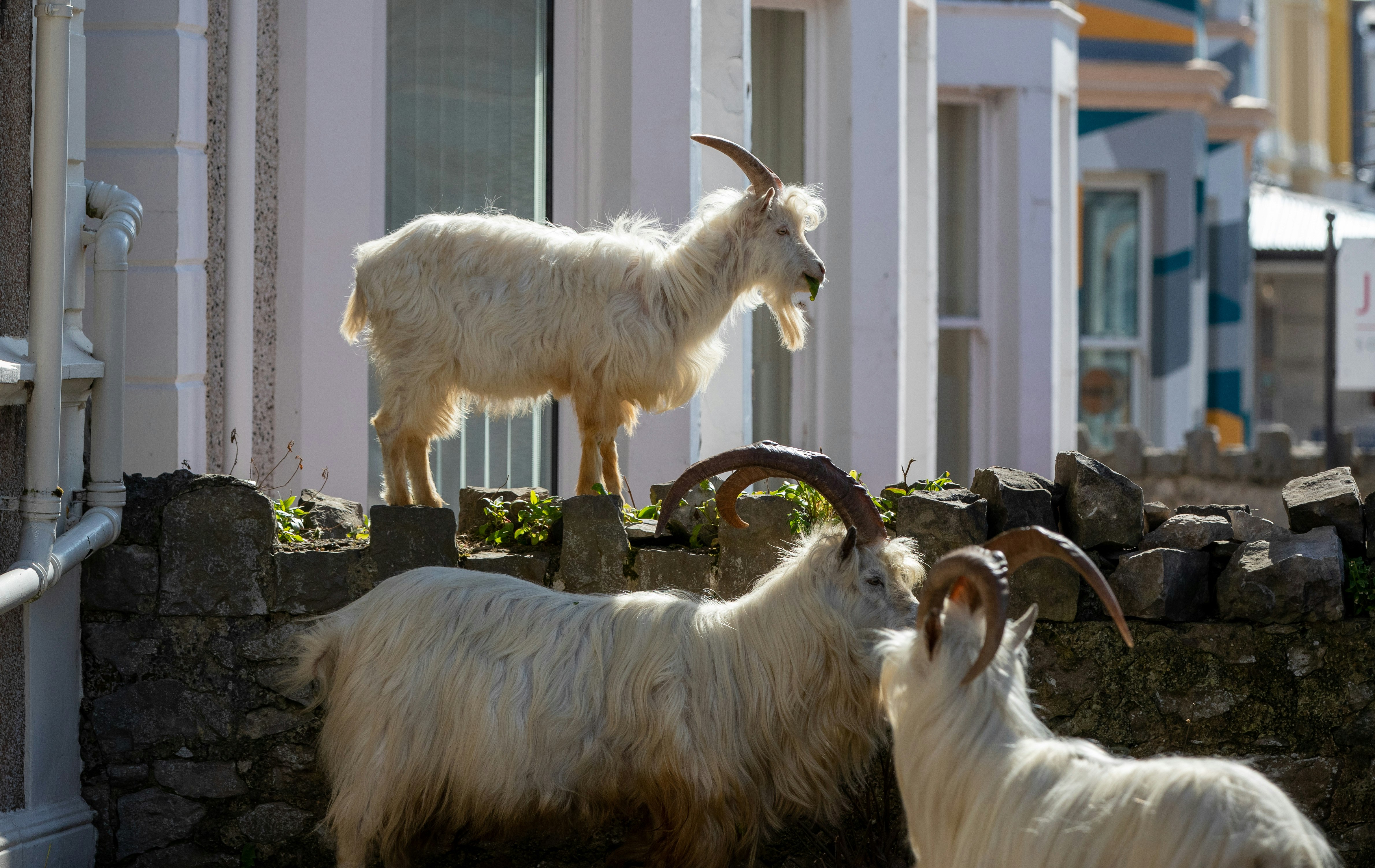 Goats in Wales (2).jpg