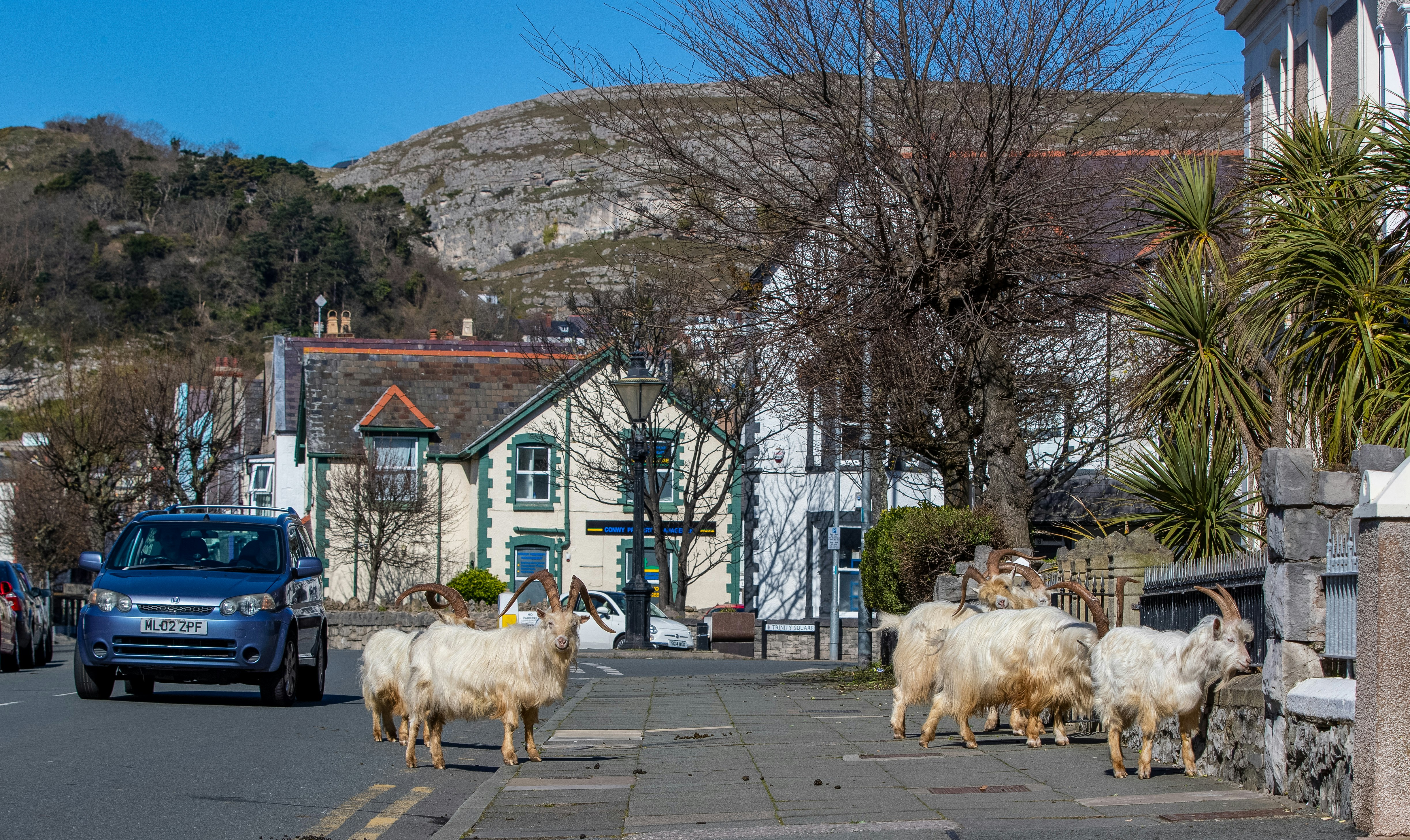 Goats roam the streets of Llandudno, north Wales