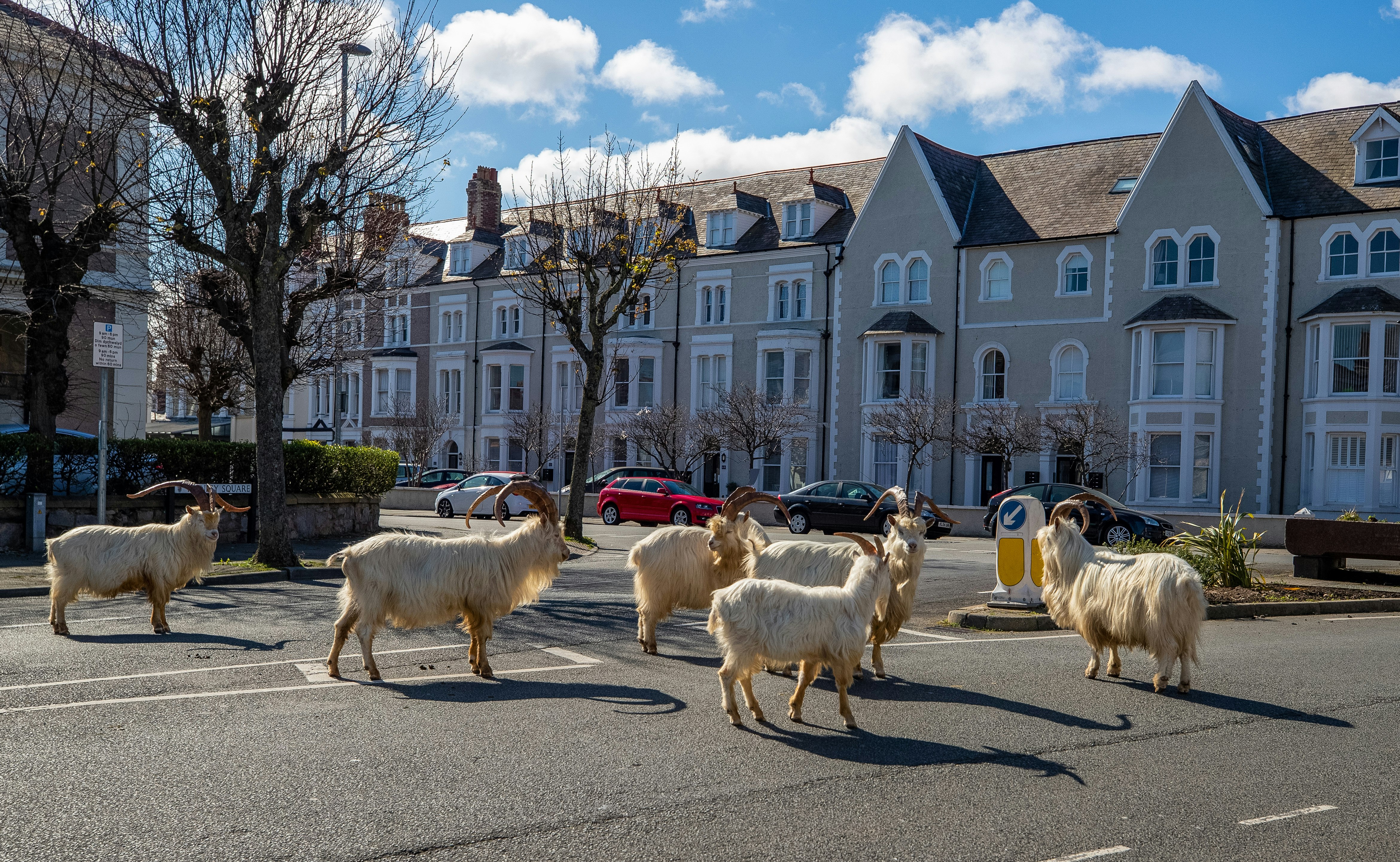 A herd of goats take advantage of quiet streets in Llandudno, north Wales