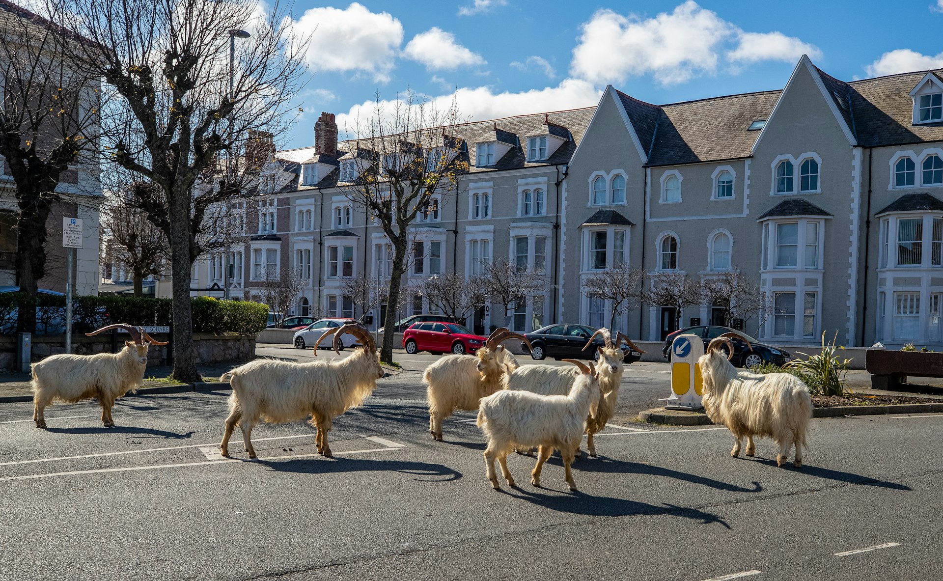 A herd of goats take advantage of quiet streets in Llandudno, north Wales