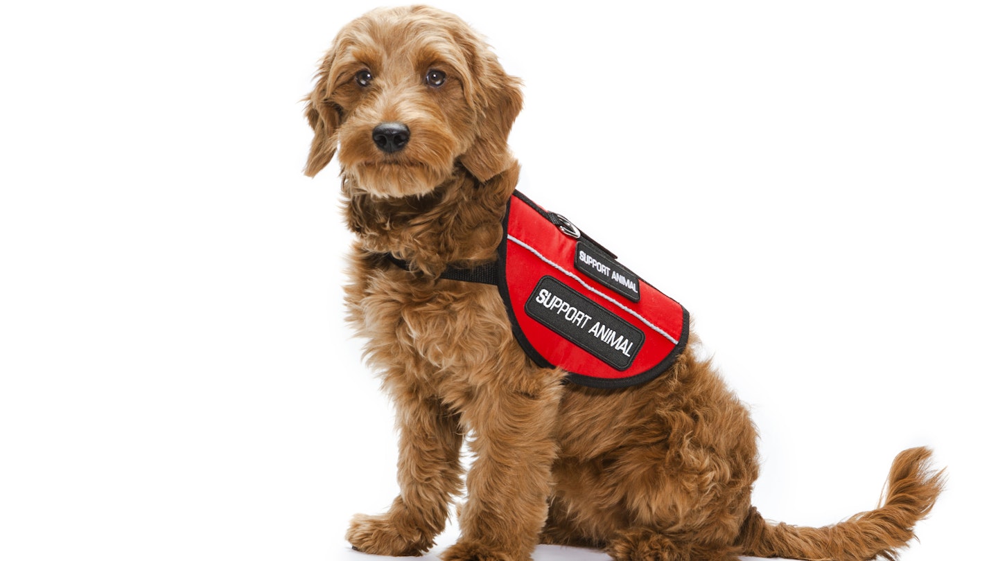 Young Golden-doodle service dog for emotional support isolated against a white background.