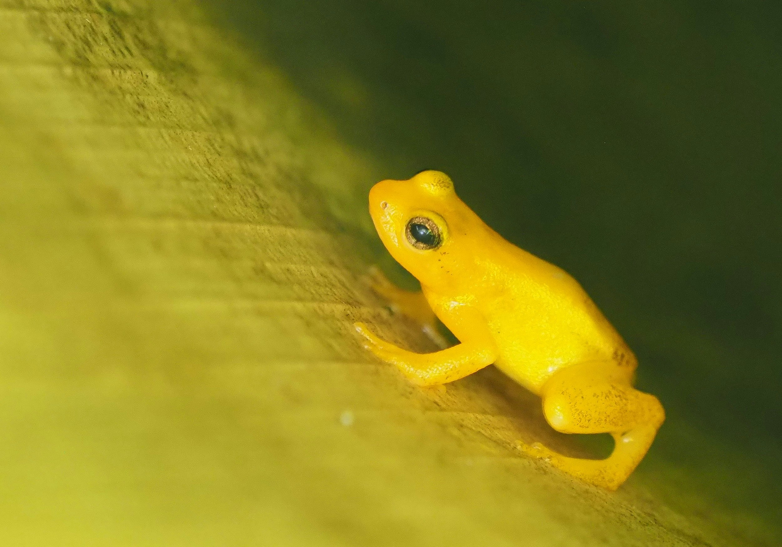 A tiny gold-colored frog (with black eyes) sits on a leaf.