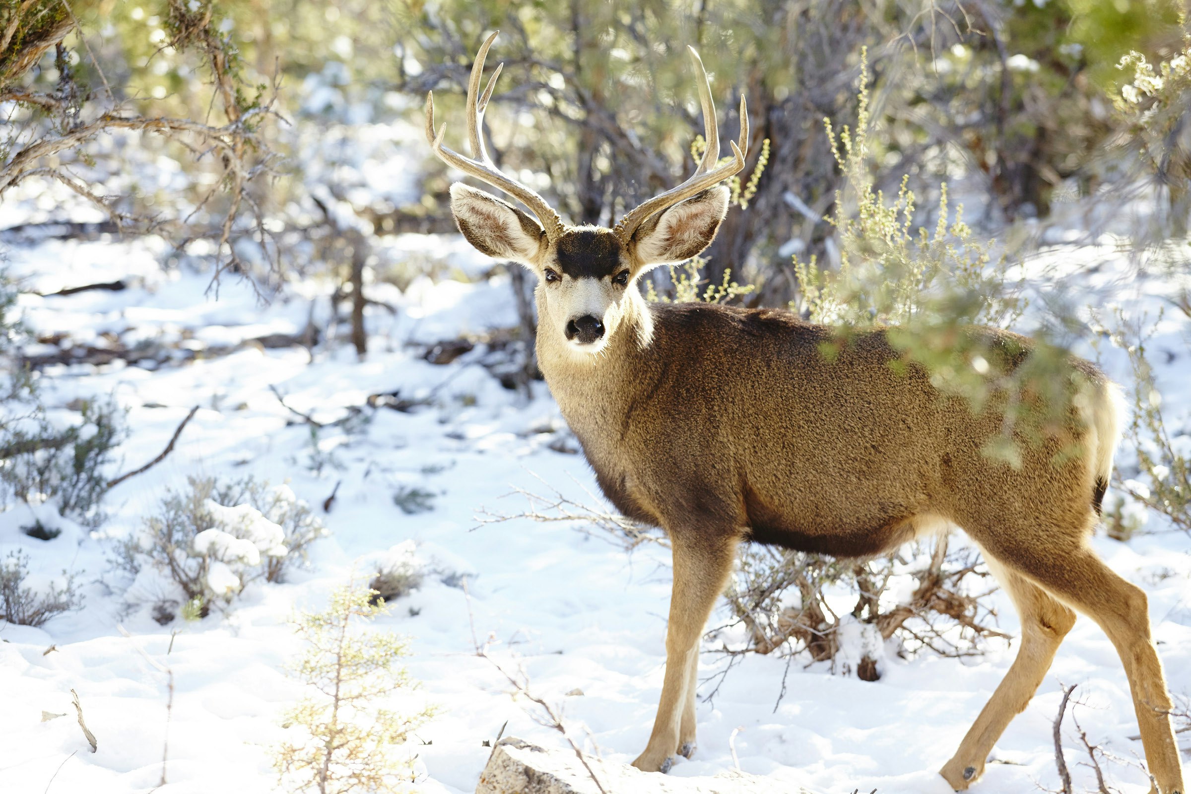 A mule deer stops to face the camera on a walk through the snow
