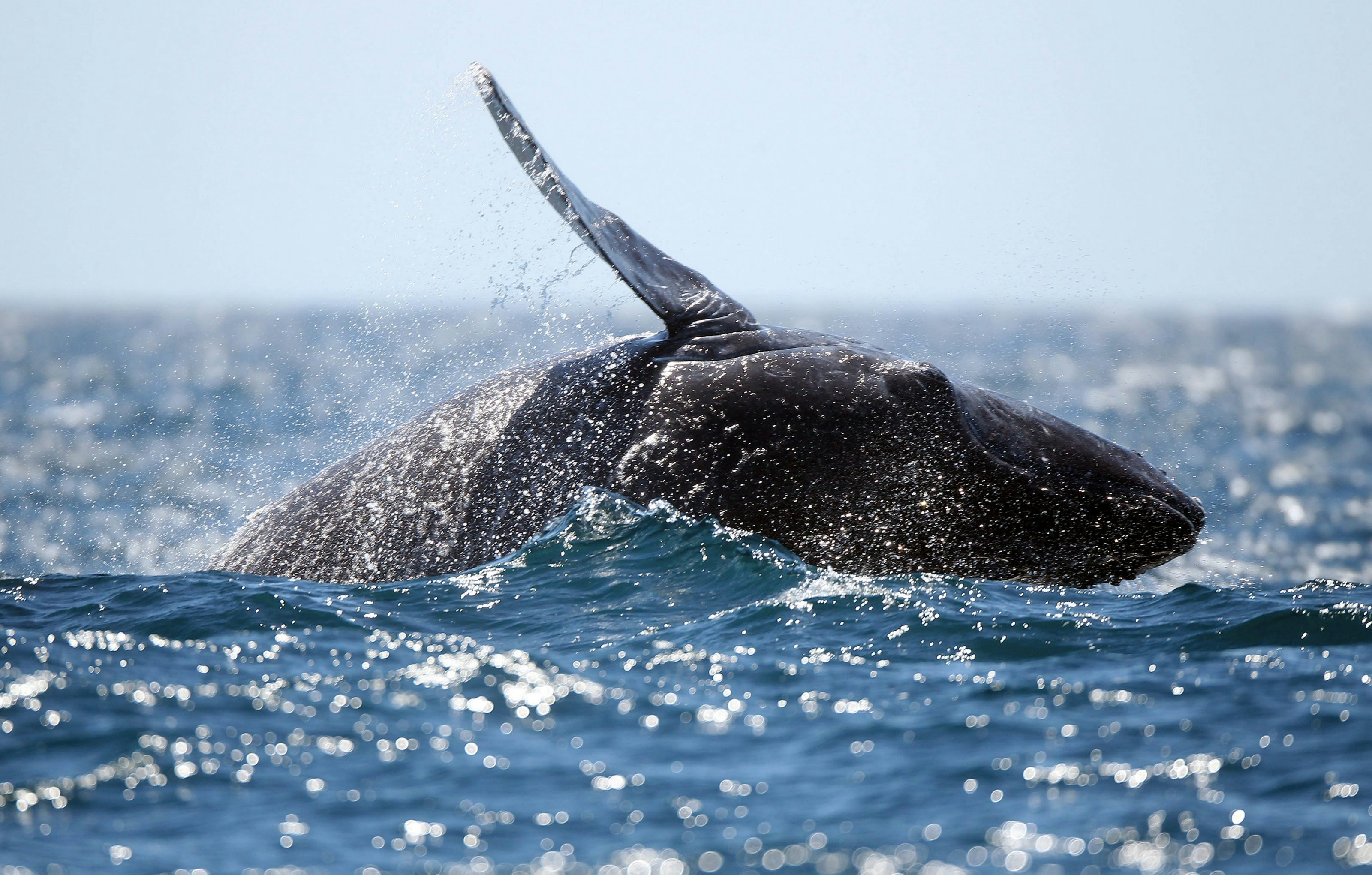A family of Gray Whales swim in the waters off the coast of Los Cabos