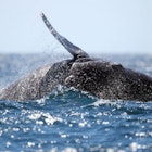 Gray whales.jpg