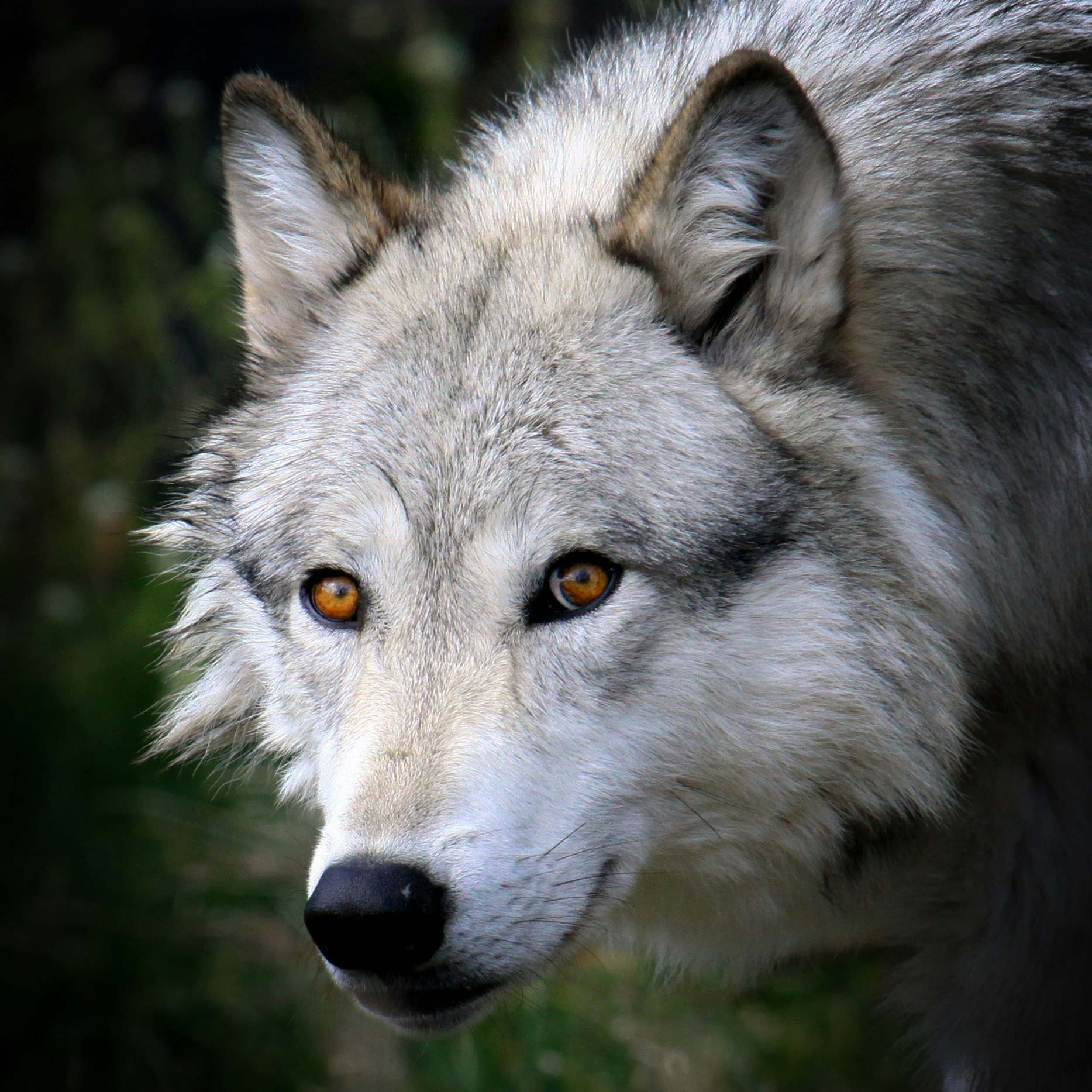 Closeup of a grey wolf in Yellowstone National Park, Wyoming. 