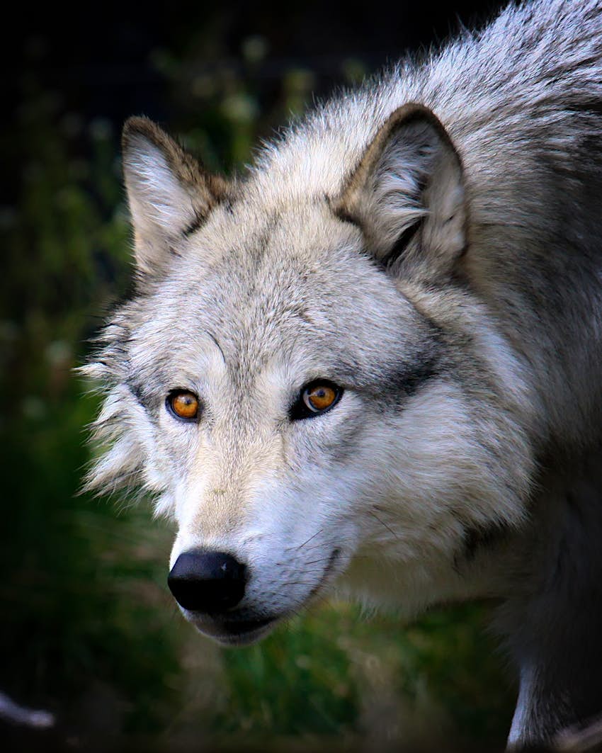 For The First Time In Recent History Gray Wolves Have Been Spotted In Colorado Lonely Planet