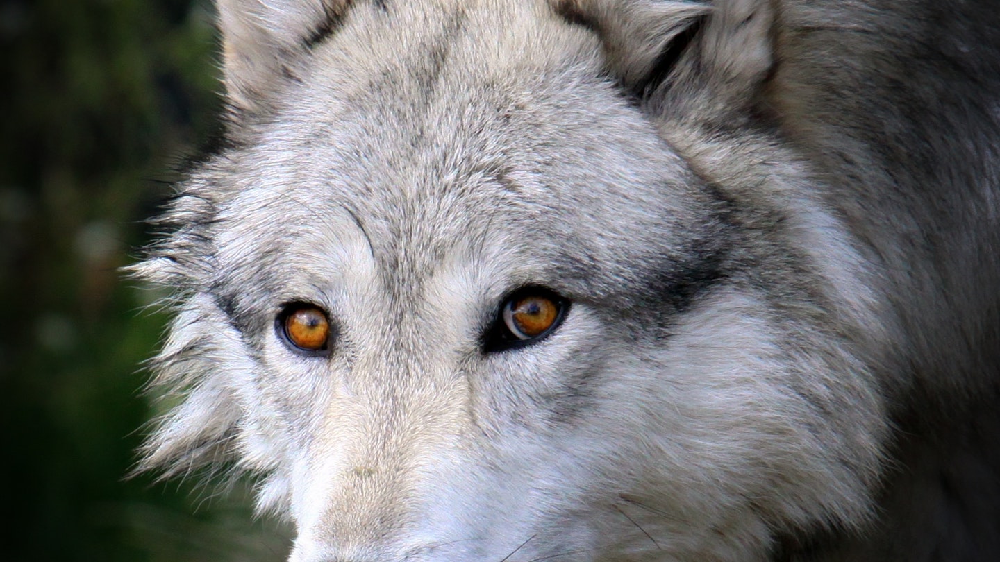 Closeup of a grey wolf in Yellowstone National Park, Wyoming. 