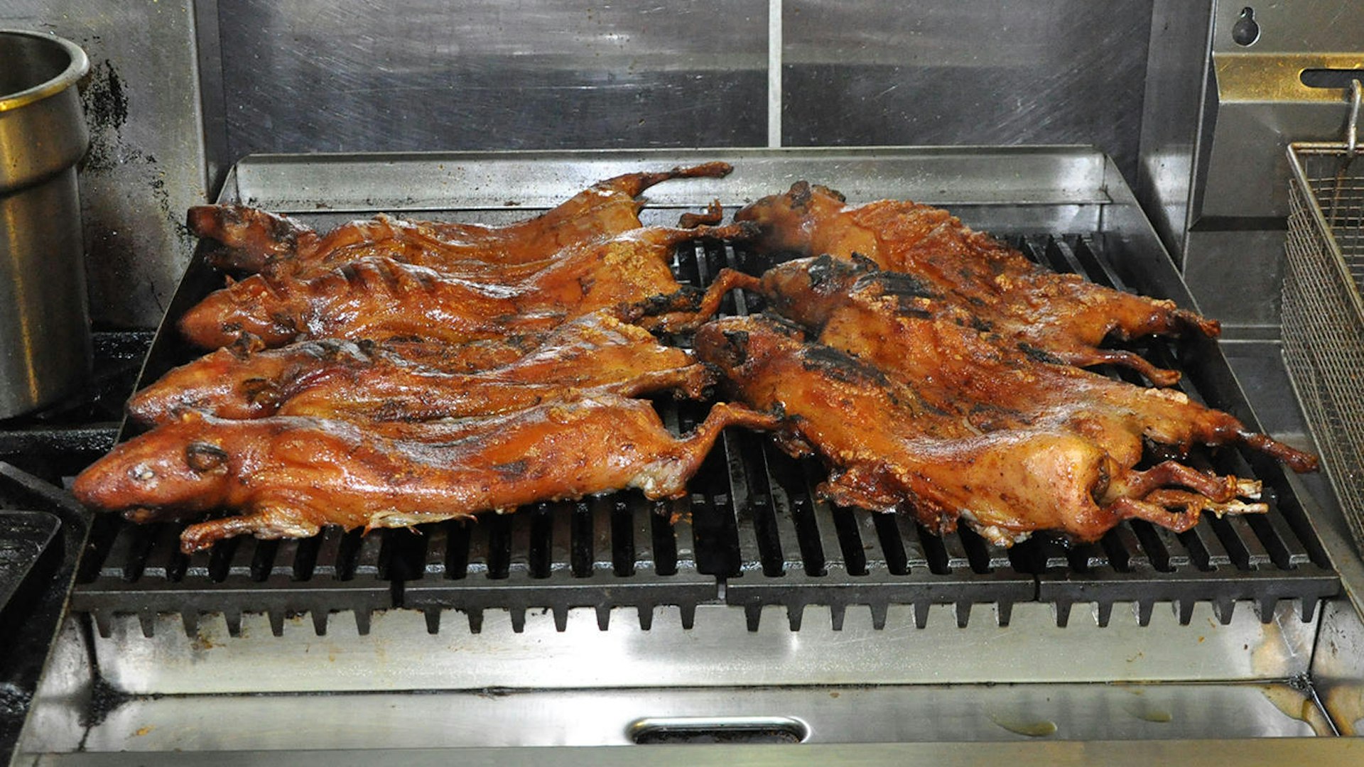 Two rows of guinea pigs are roasted on a large grill in a restaurant 