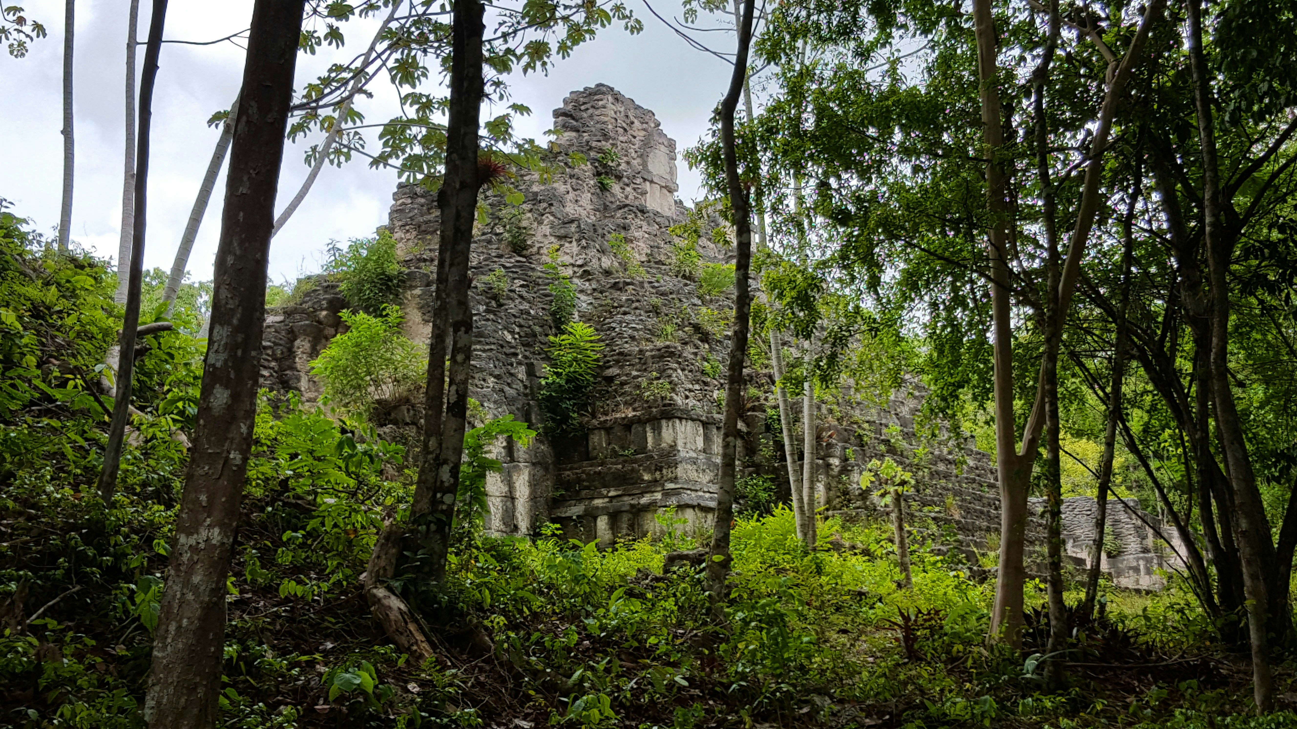 A stepped pyramid-like structure covered in mosses is partially obscured by jungle trees
