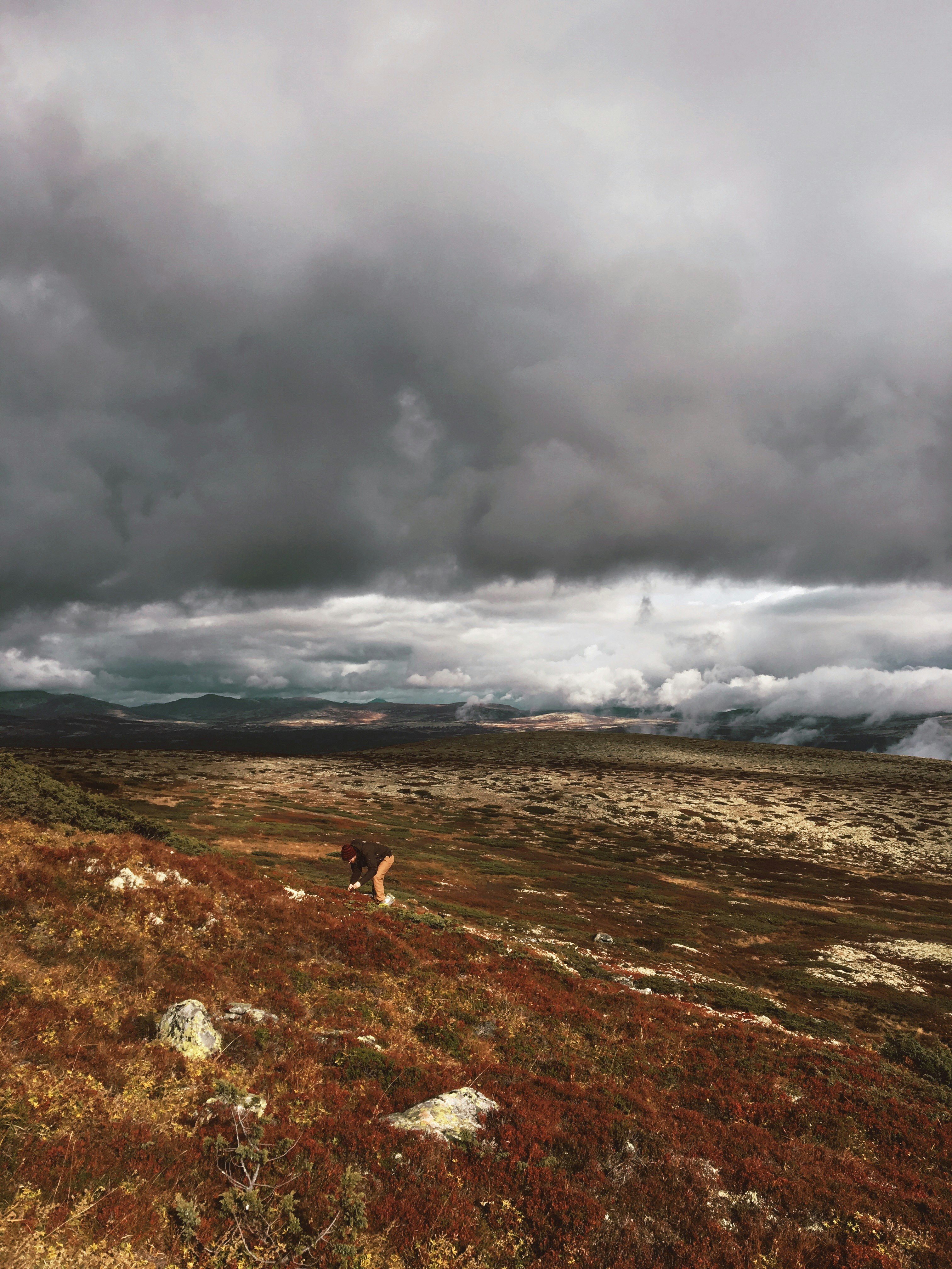 A hiker bends over to admire foliage on a hillside in Norway covered in brownish red scrub with dramatic light piercing the grey and white clouds