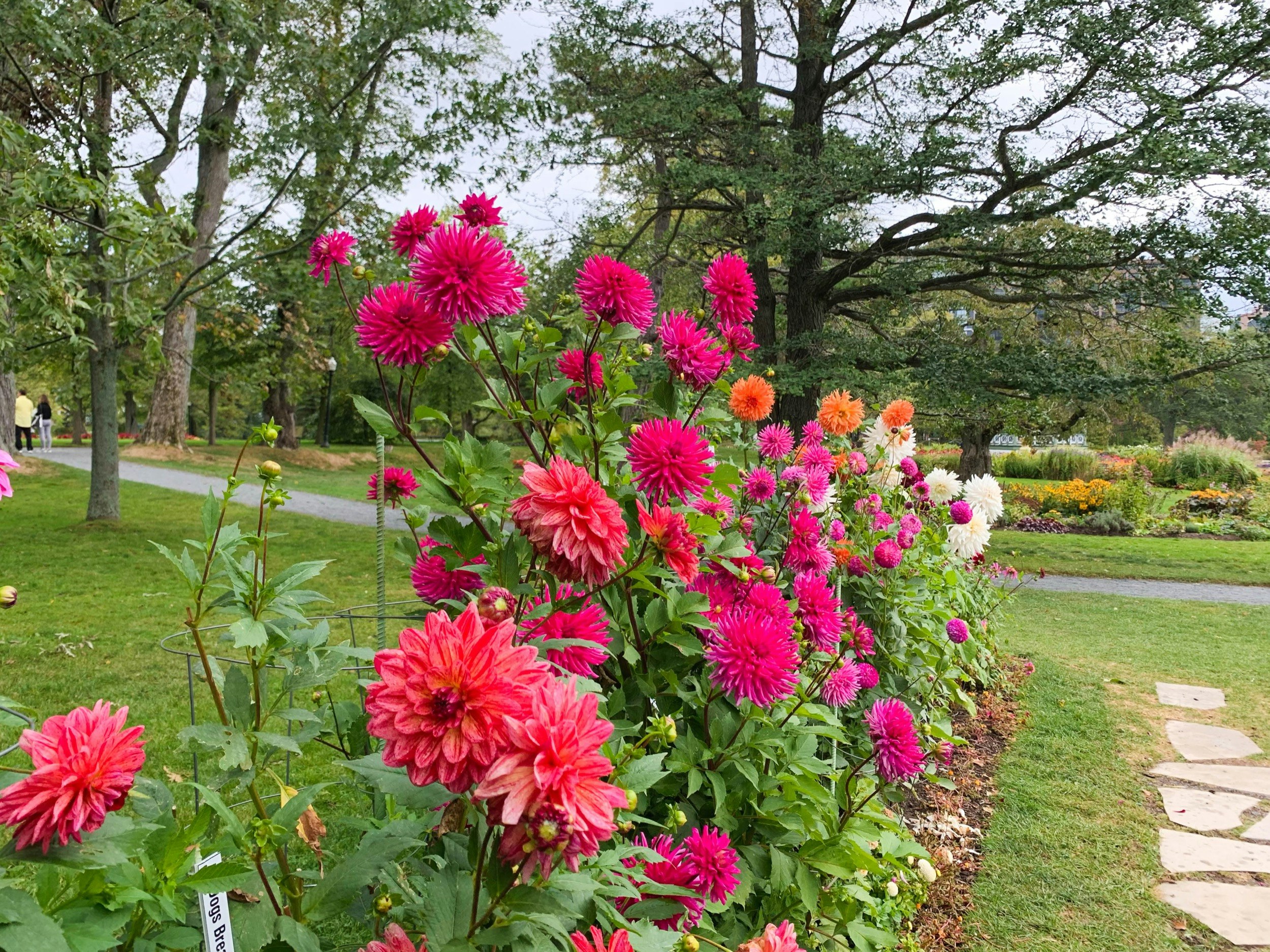 Pink flowers grow in a quiet area of the Halifax Public Gardens as people walk along a trail near a pond