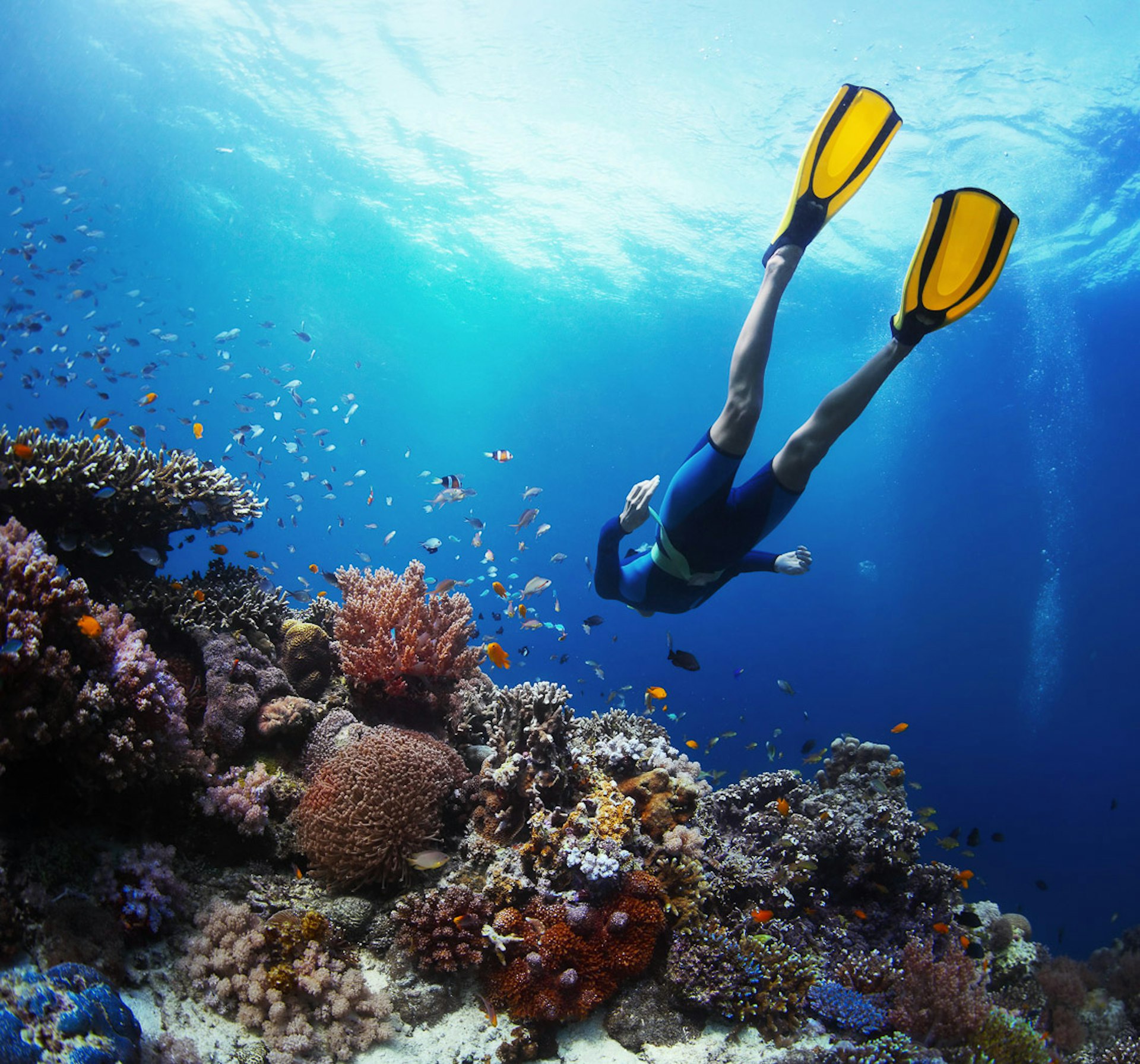 Underwater shot of a person snorkeling next to a coral reef. There is a school of fish hovering above the coral; caribbean sea turtle