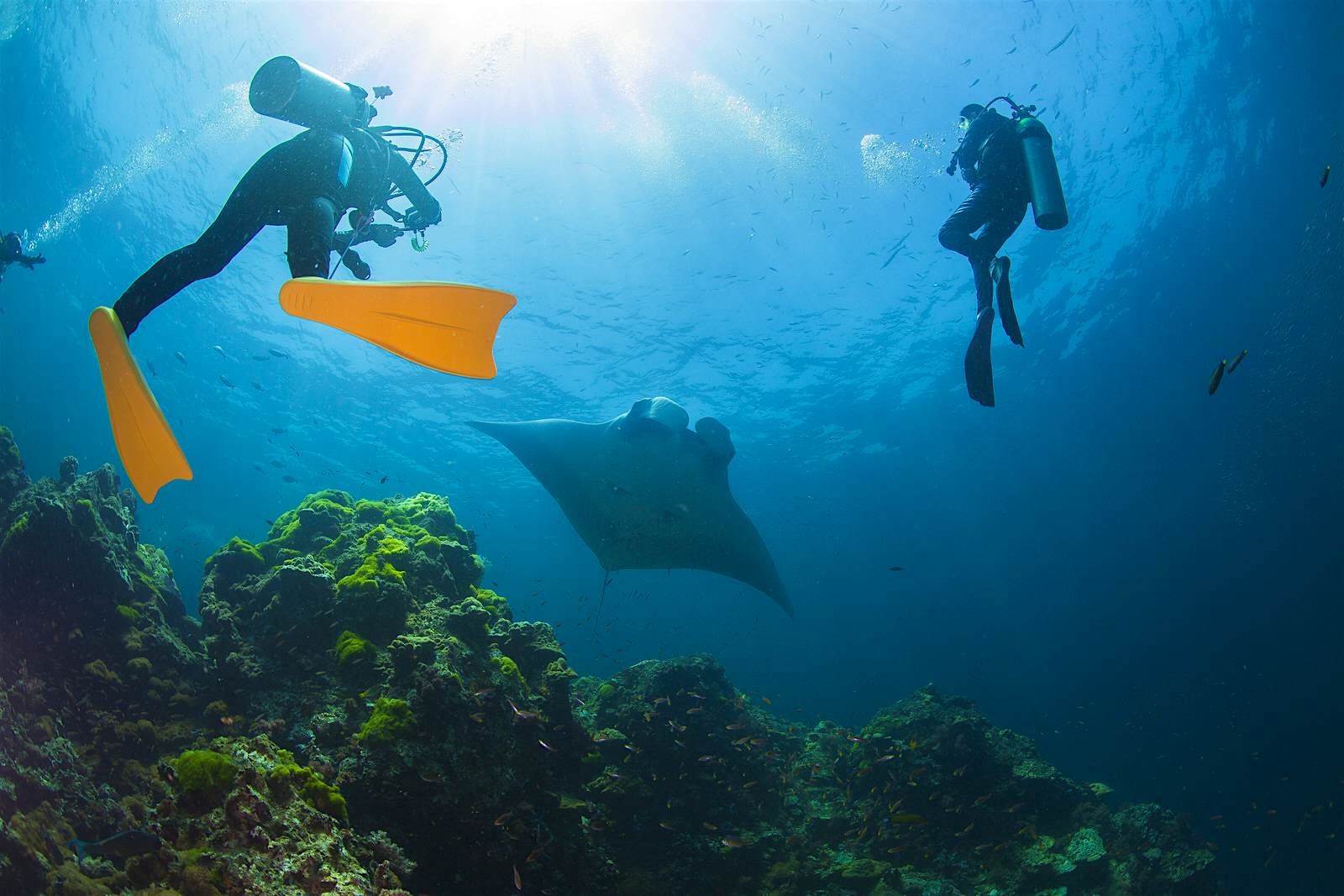 Heron Island, diving Scuba divers with a manta ray by a wall of coral
