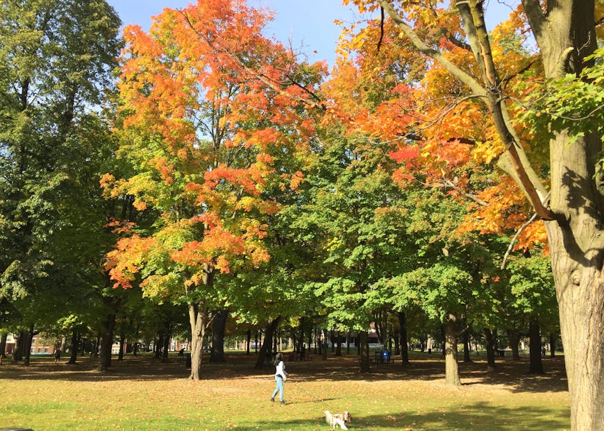 A person walks their dog through High Park in Toronto as the leaves on the trees turn orange; Free things to do in Toronto