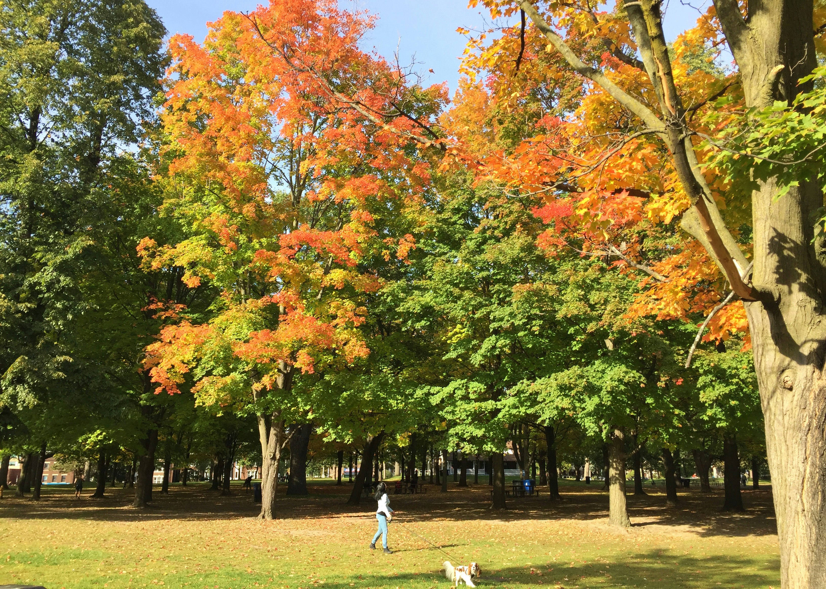 A person walks their dog through High Park in Toronto as the leaves on the trees turn orange; Free things to do in Toronto