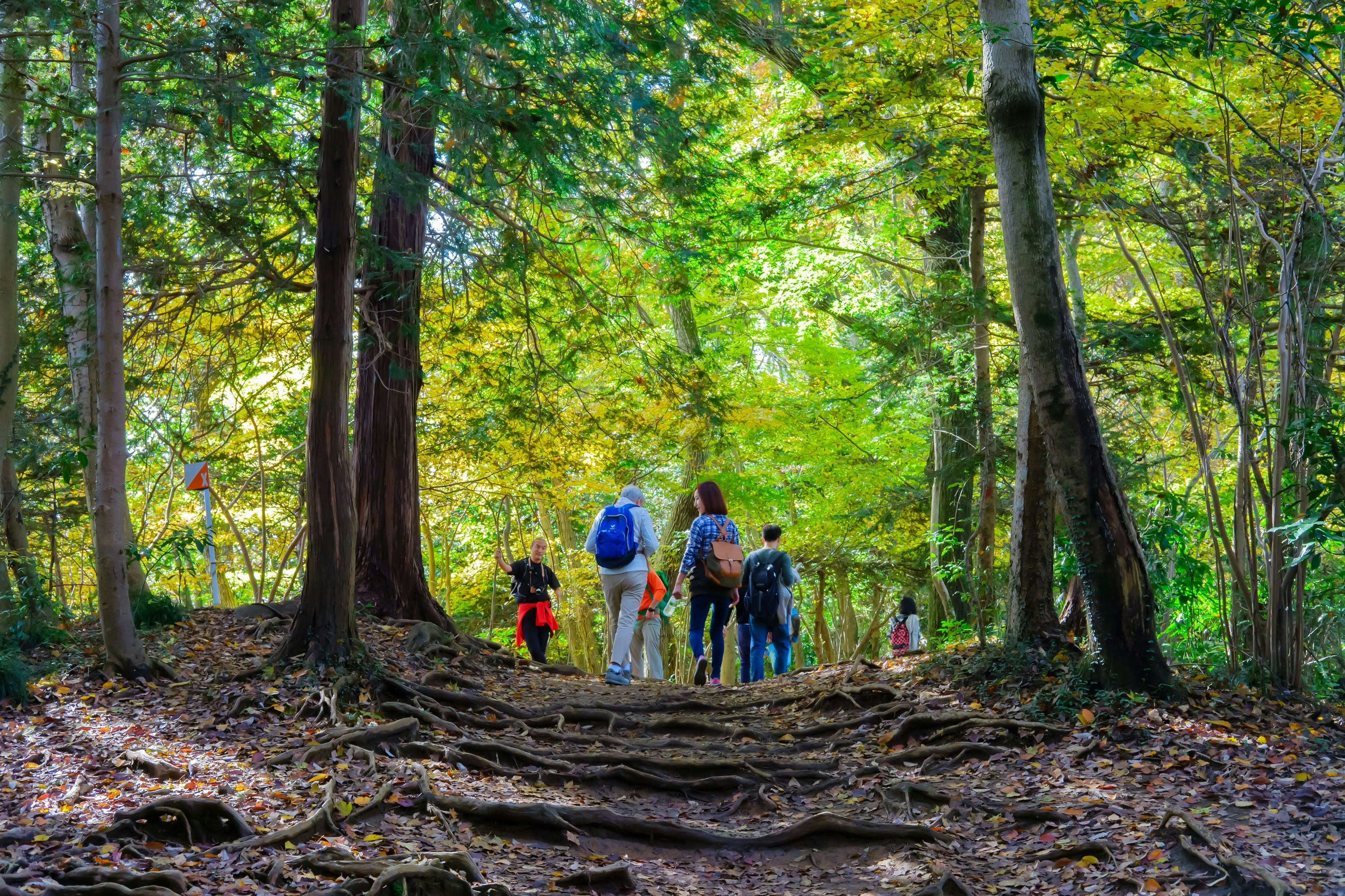 Half a dozen hikers walk along a forested trail to the summit of Mount Takao in Tokyo. The hikers wear backpacks and one uses a long stick to assist with walking.