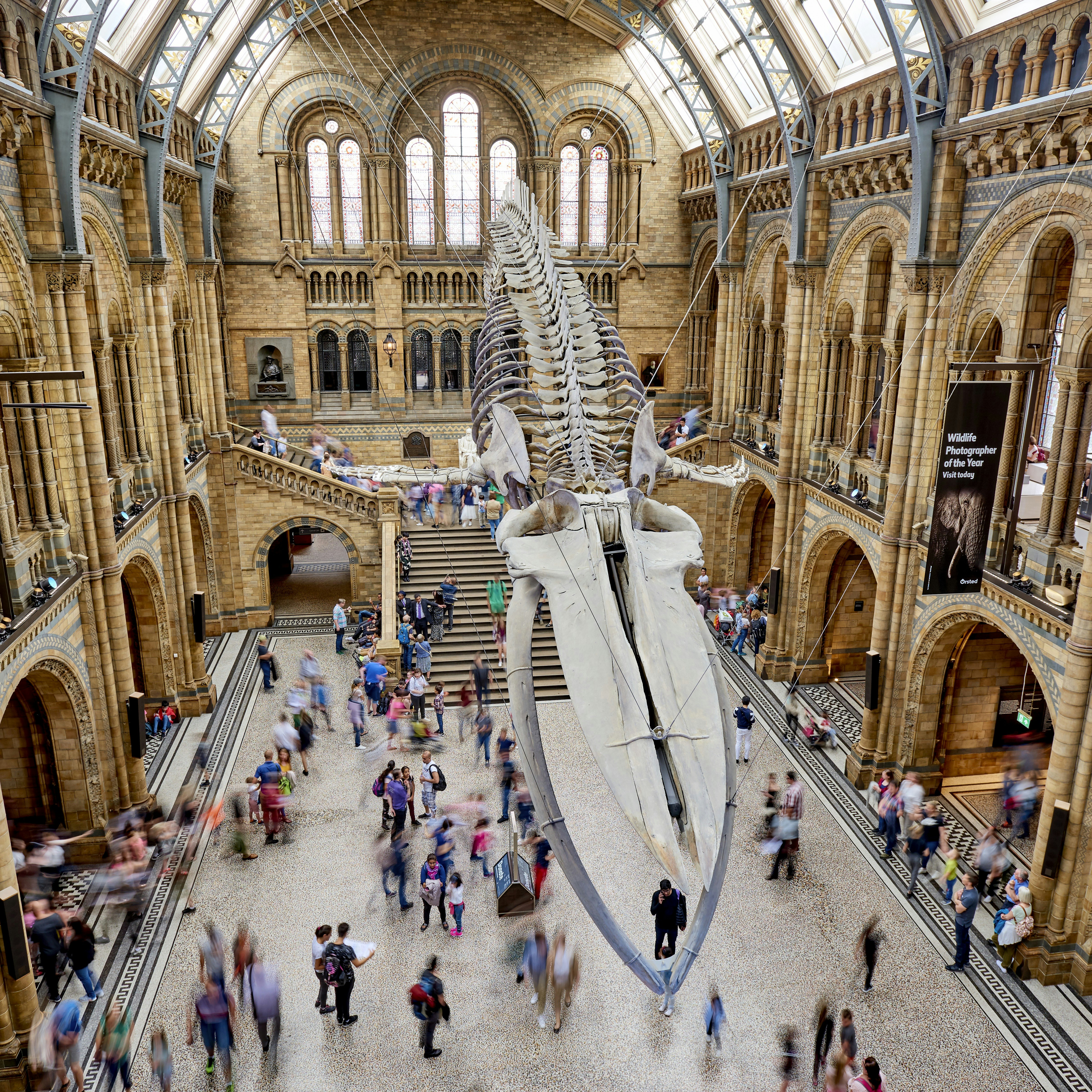 Dippy the dinosaur at the Natural History Museum, London