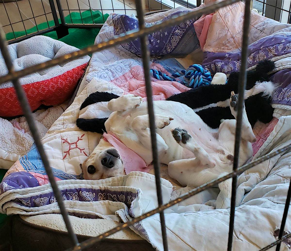 Adopt a dog and it can stay in your room at this Mississippi hotel