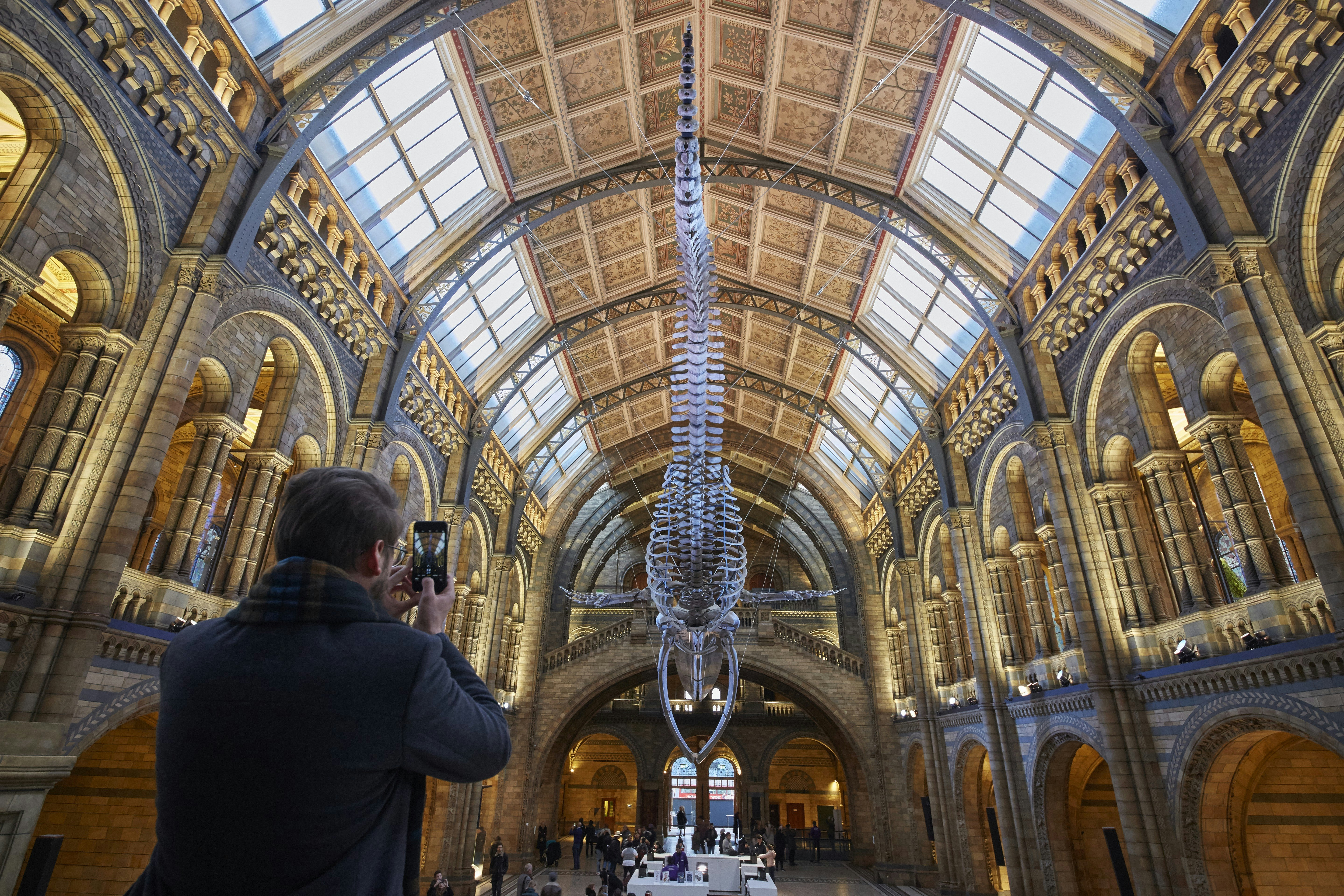 A visitor at the Natural History Museum, taking a picture of the blue whale skeleton in Hintze Hall