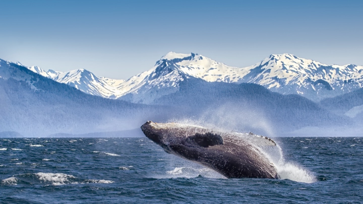 Breaching humpback whale against snowcapped mountains seen in the distance in  Glacier Bay National Park & Preserve, Alaska, United States.