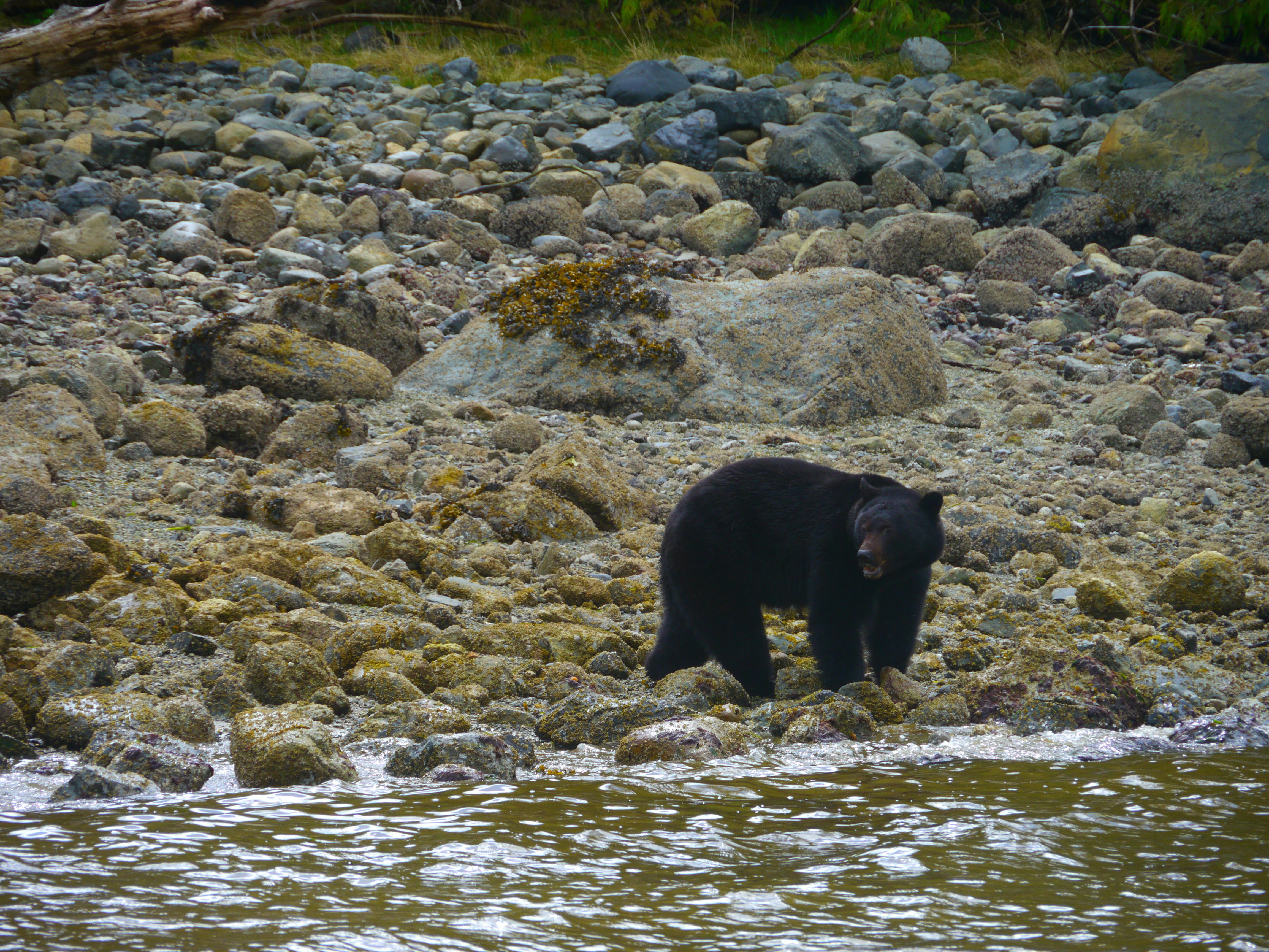 A black bear stands on the rocky shores of Tofino, its head turned over its right shoulder to look at something out of the frame. The rocks are covered in lichen and seaweed, while in the background they take on more of a grey color. Beyond the shore is a thin strip of bright green grass.