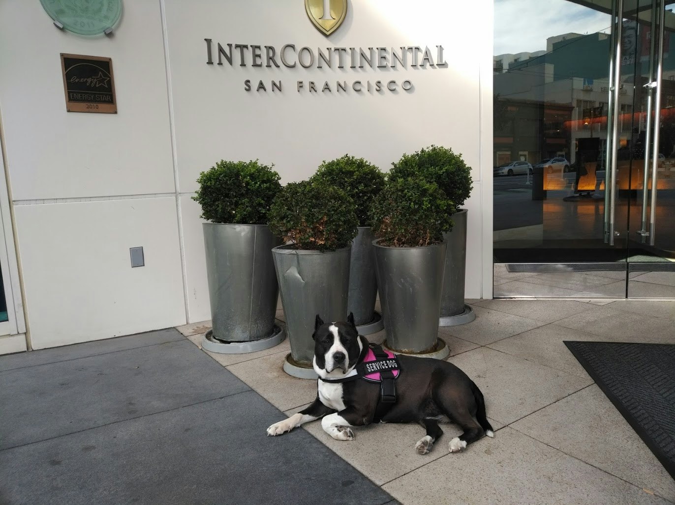 A dog in a "Service Animal" harness sits in front of the Intercontinental San Francisco sign