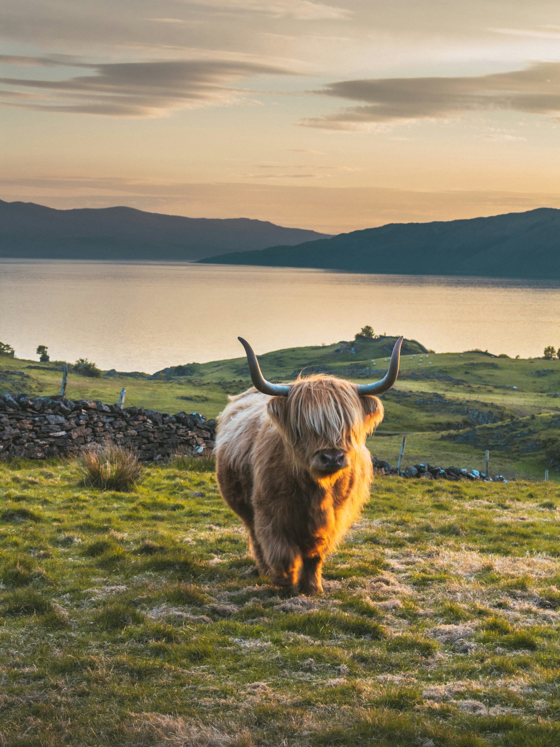 A highland cow stands in a croft, with a dry stone dyke behind it. Further back is more farmland, dotted with sheep, and a loch is in the background.