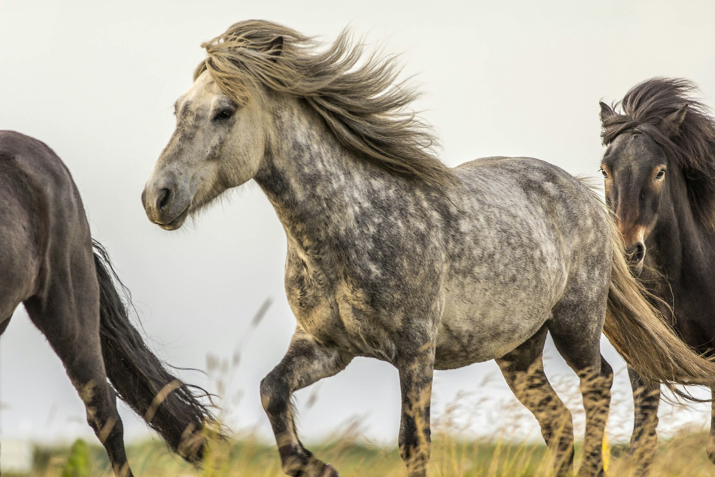 Wind blows the mane of an Icelandic horse