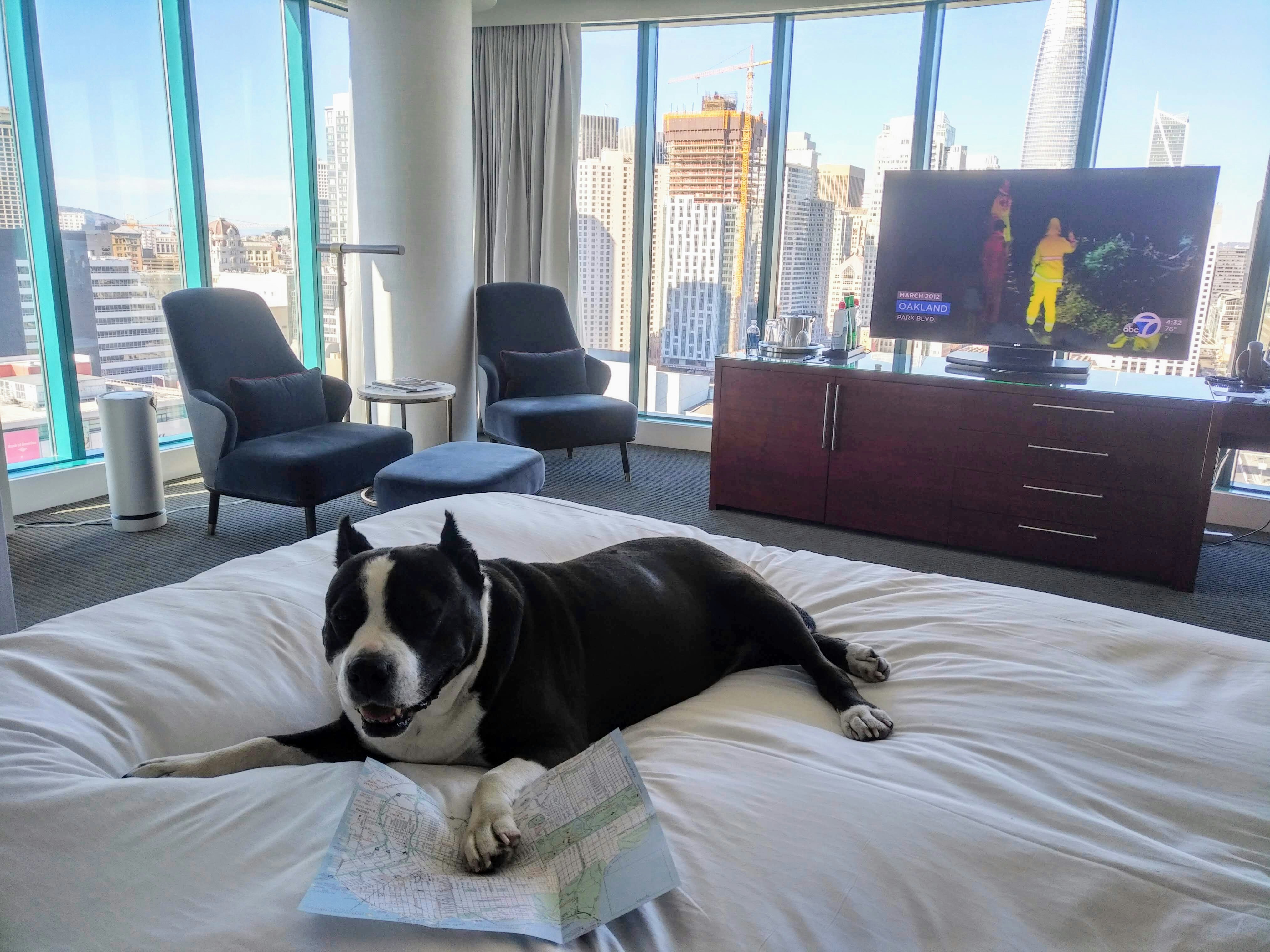 A black and white dog lounges on the bed at the InterContinental hotel in San Francisco. In the corner of the room are two grey modernist chairs with an ottoman and side table. A credenza with a TV is across from the bed. Windows make up the walls of the room with views of the San Francisco skyline, including City Hall to the left and and the Transbay Tower