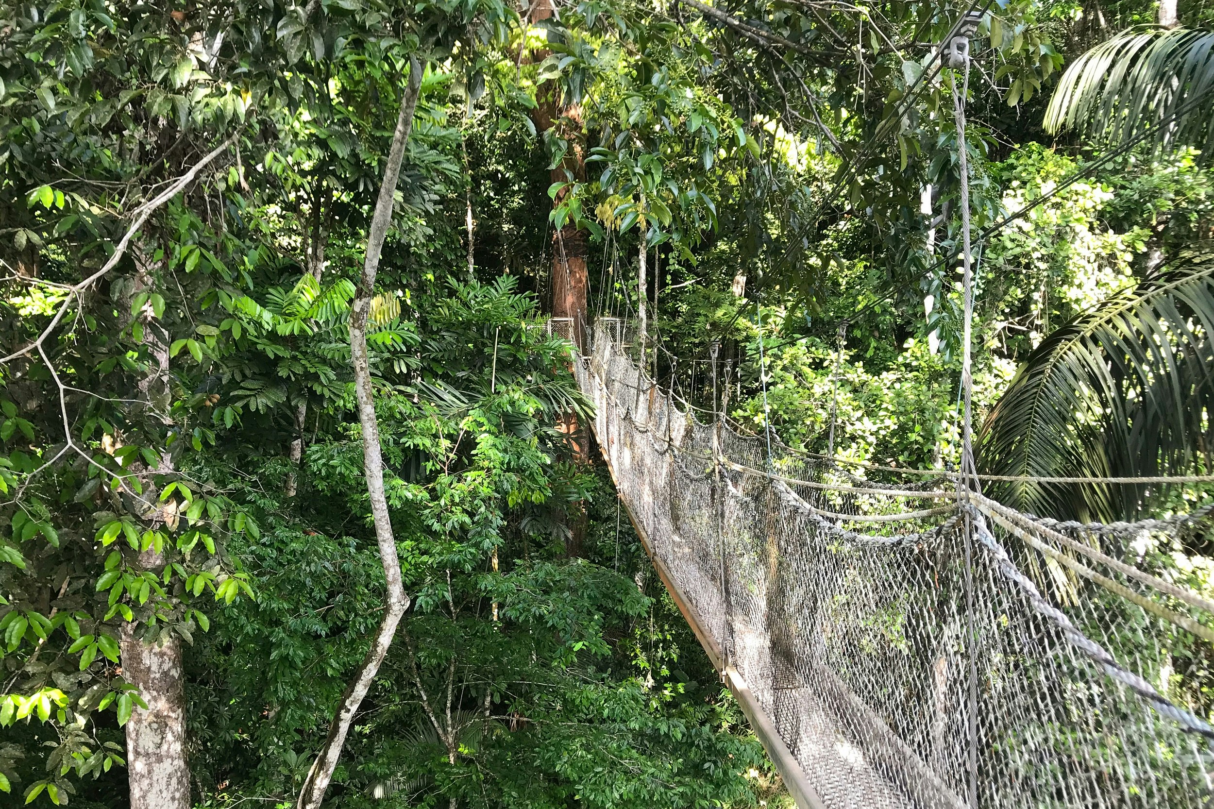 A suspended ropeway, with netted sides, hangs in a tree canopy.