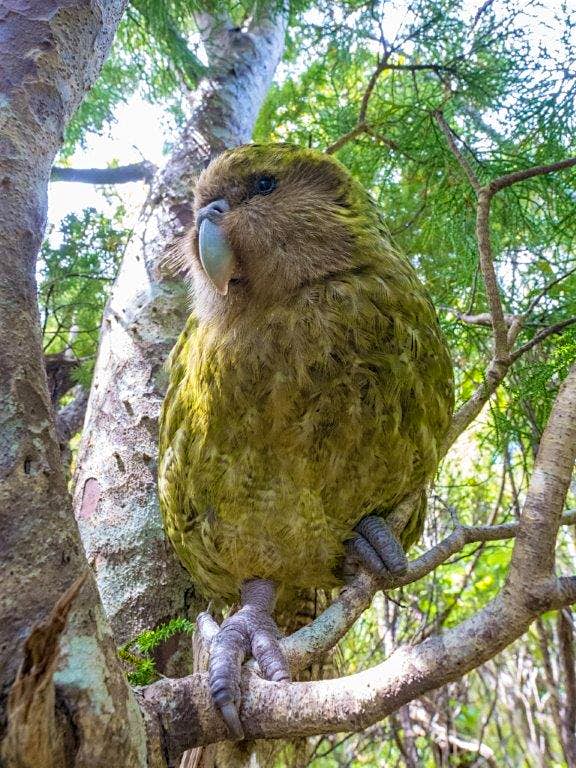A kākāpō parrot in New Zealand