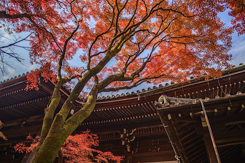 Japan.jpg Foglie rosse, arancioni e dorate sono visibili contro il tetto di una tradizionale struttura a pagoda in Giappone