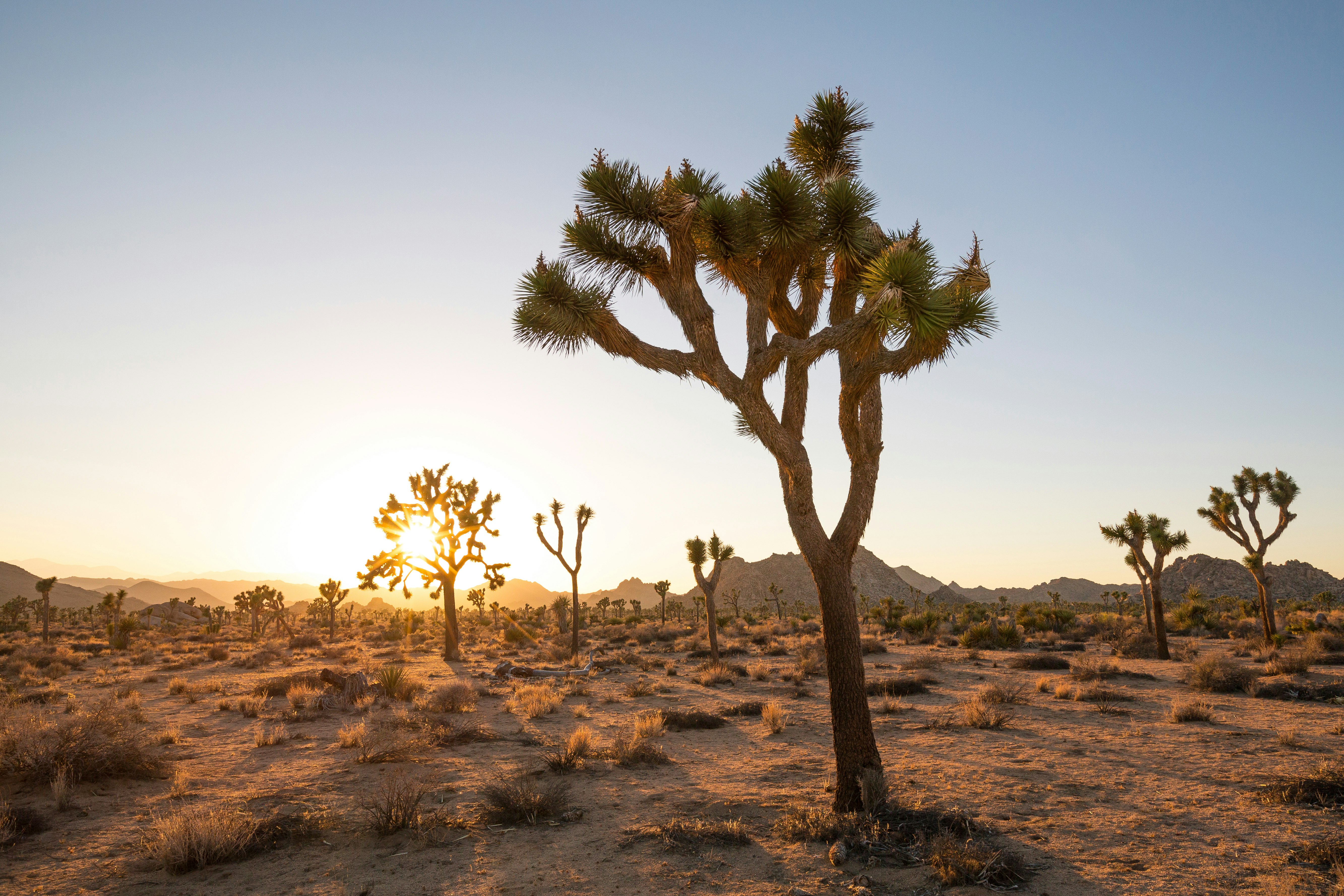 The white circle of the sun is framed by the branches of a Joshua Tree, one of several in the frame. Orange beams of light spread out across the desert floor, gently illuminating gold and orange mountains in the background.