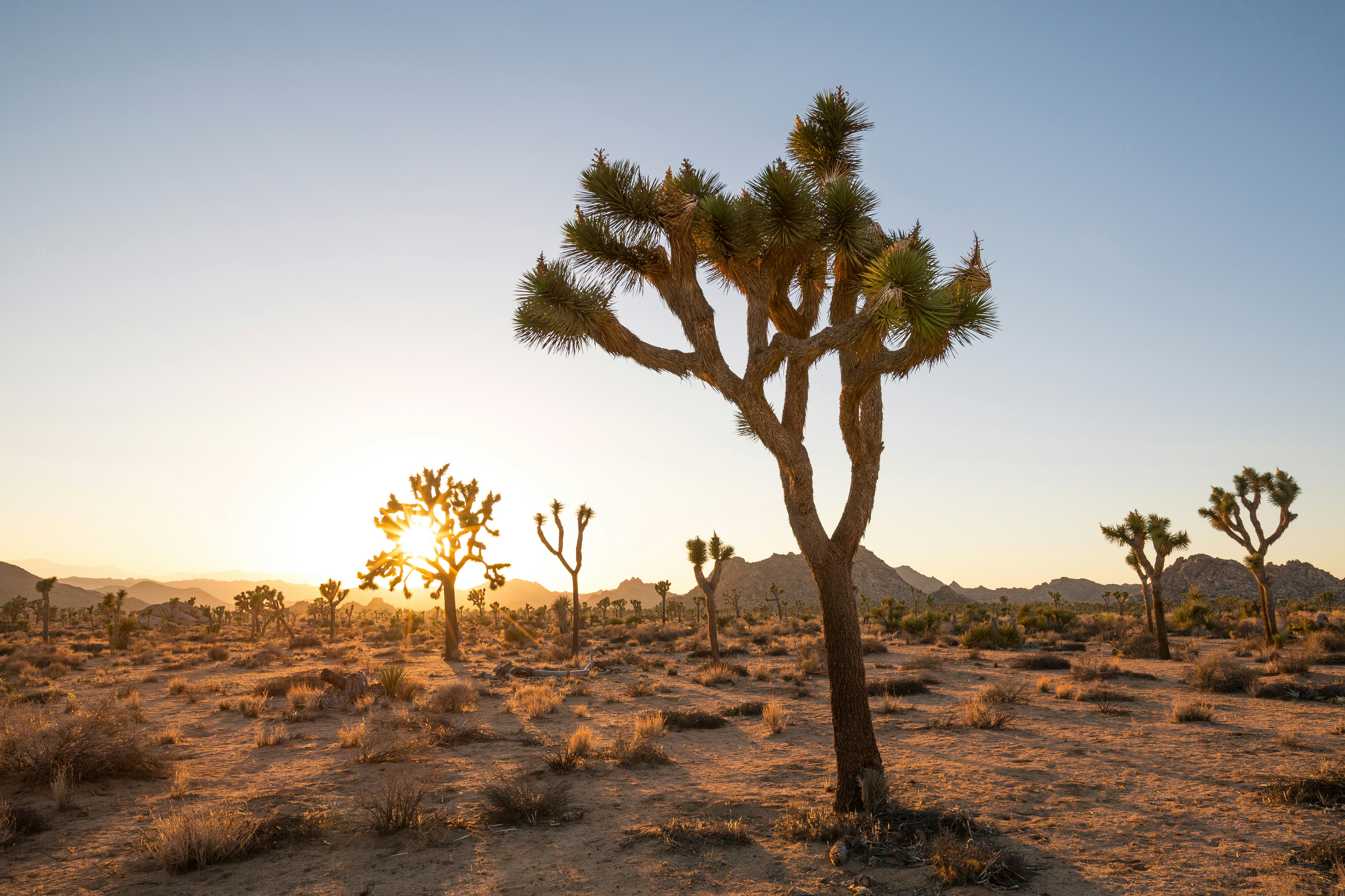 The white circle of the sun is framed by the branches of a Joshua Tree, one of several in the frame. Orange beams of light spread out across the desert floor, gently illuminating gold and orange mountains in the background. 