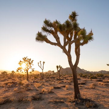 JoshuaTree_LG_03 - CREDIT Lance Gerber www.nuvueinteractive.com (website necessary) Instagram Credit_ @lncnuvue.jpg