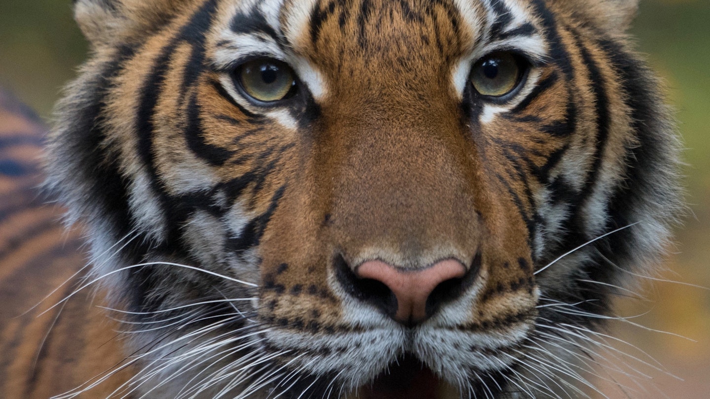 Nadia, the Malayan tiger from the Bronx Zoo that's tested positive for COVID-19