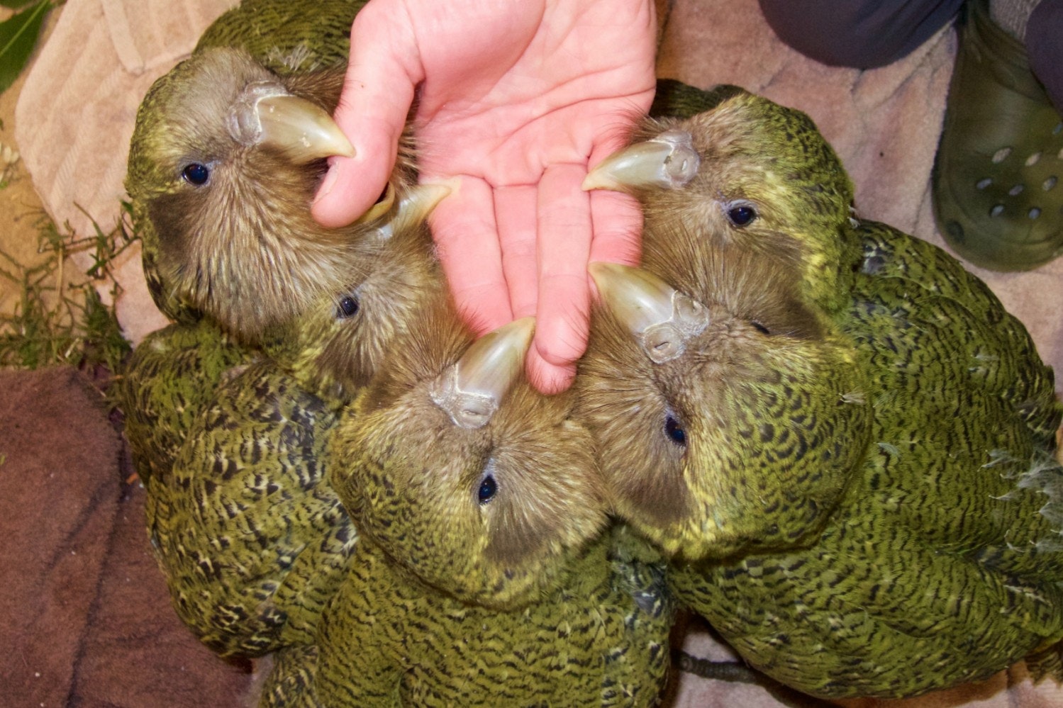 Several kakapo chicks in the nest  