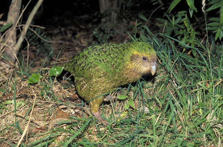 Kakapofågeln har gulgrön fjäderdräkt och en stor grå näbb