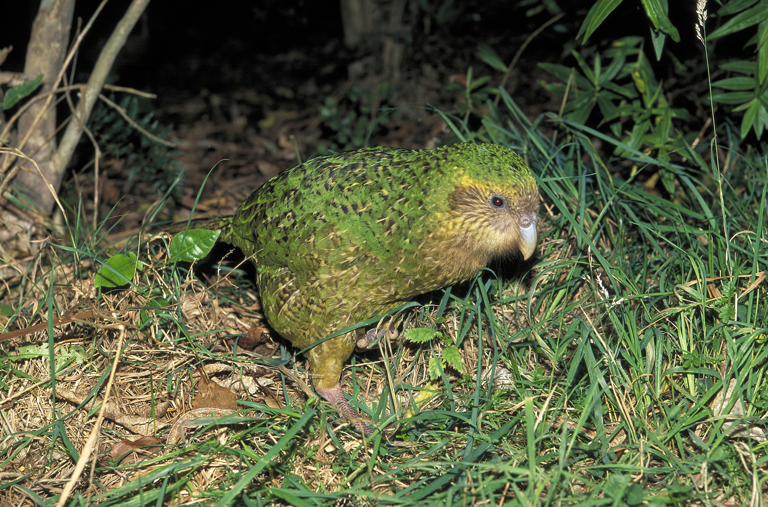 The kakapo bird has yellow-green plumage and a large grey beak