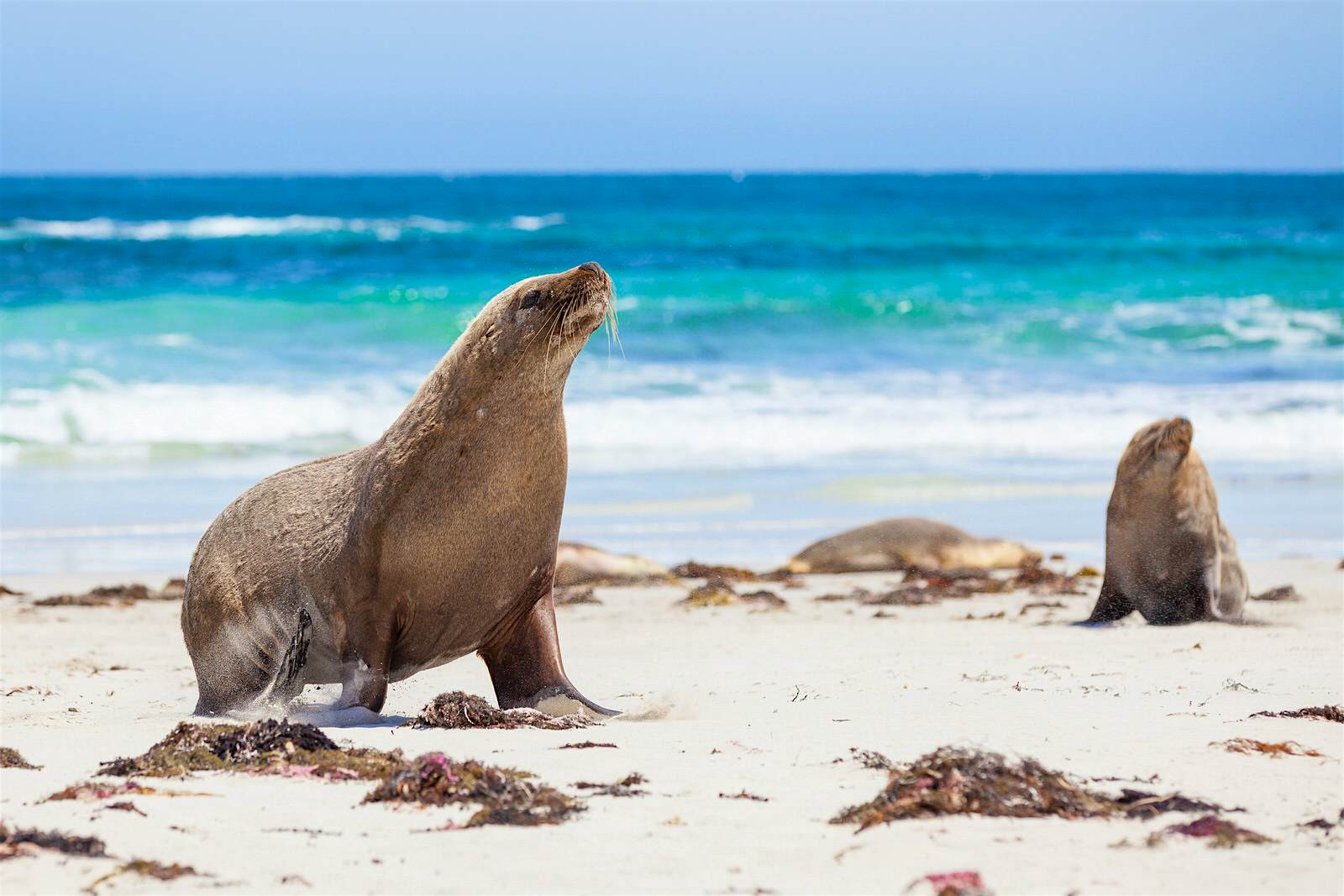 Kangaroo Island, wildlife Seals on the white sands of a Kangaroo Island beach.