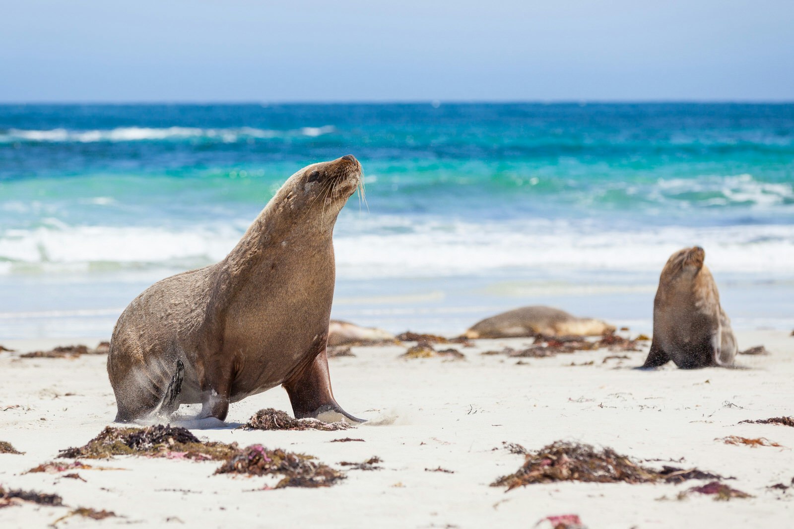 Seals on the white sands of a Kangaroo Island beach.